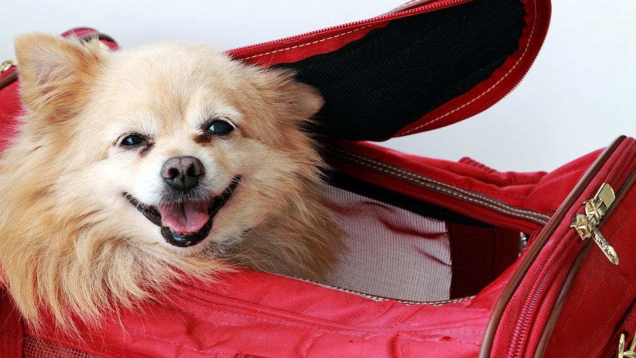 Small pet dog peeking out in air-line approved pet carrier
