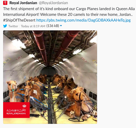 royal jordanian pets