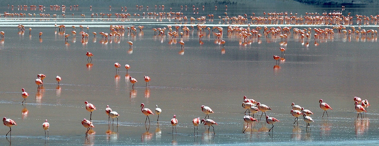 A flock of flamingos are seen wading in Laguna Colorada located within the Eduardo Abaroa Andean National Fauna Reserve. (Photo by MARTIN BERNETTI/AFP/Getty Images)