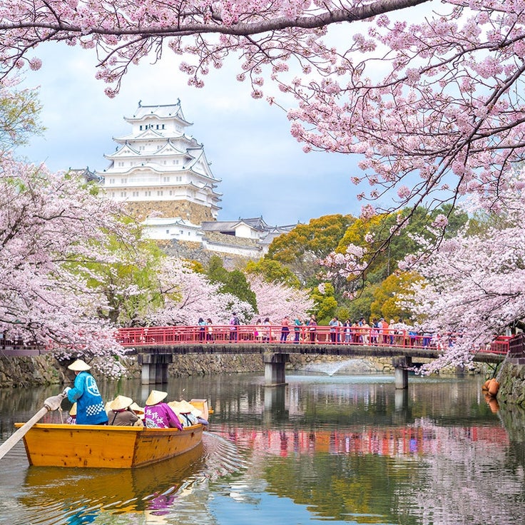 Japan announces cherry blossom forecast for 2026