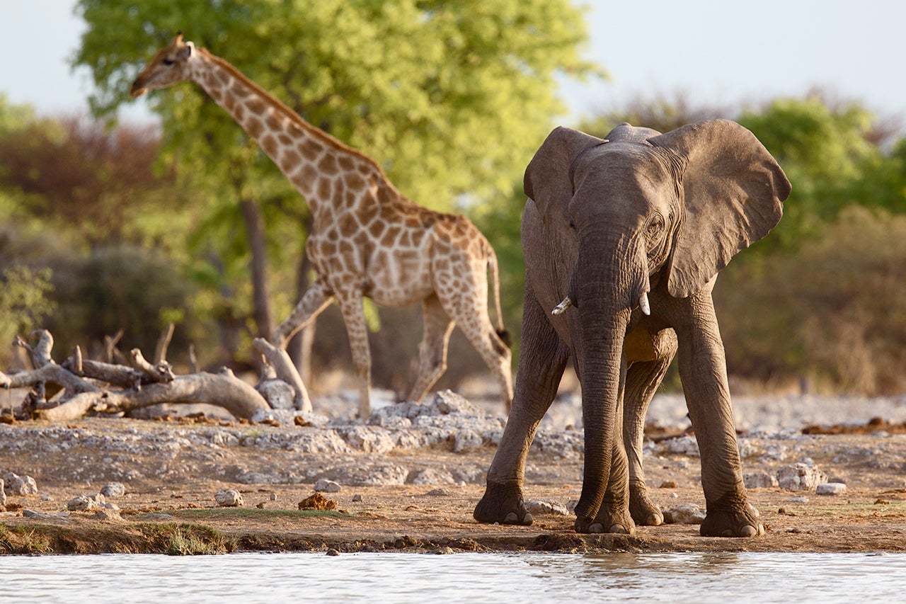 Baby Desert Elephant at Watering Hole in Kunene Region of Namibia. (Photo by Cat Gennaro - Getty Images.)
