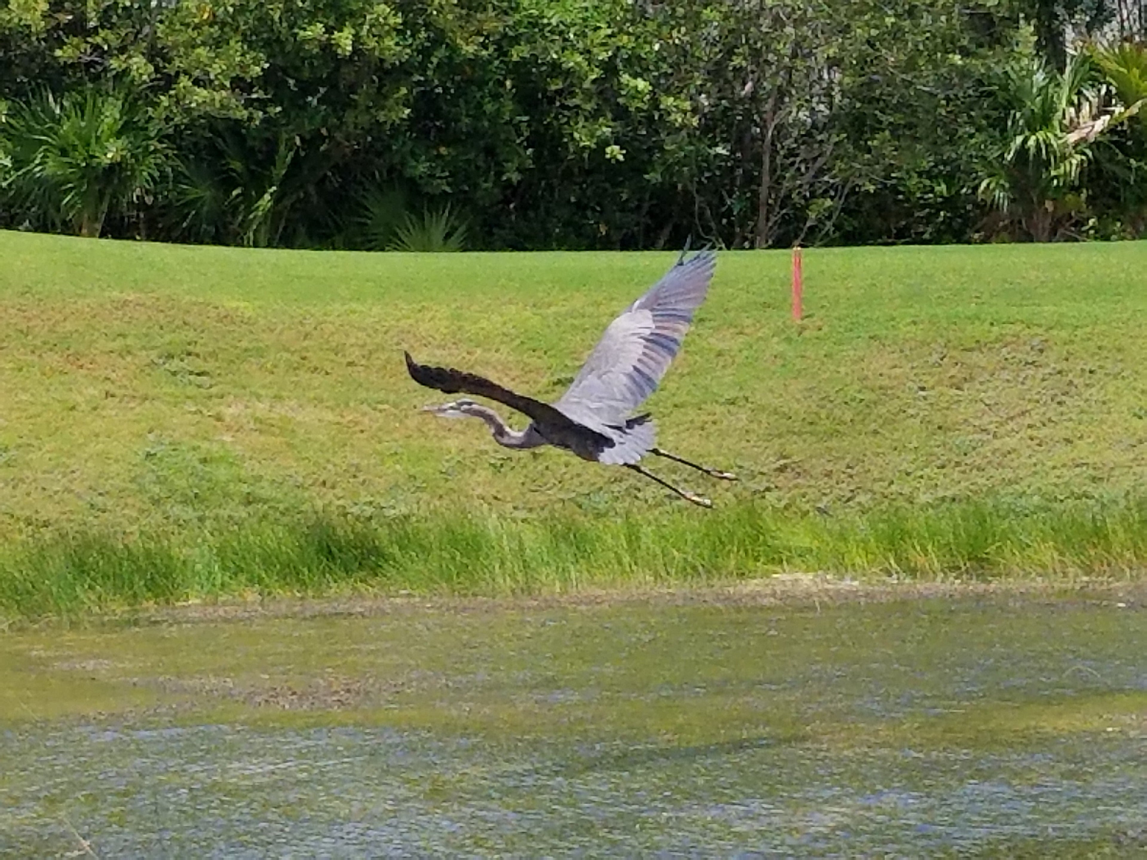 Blue Herron