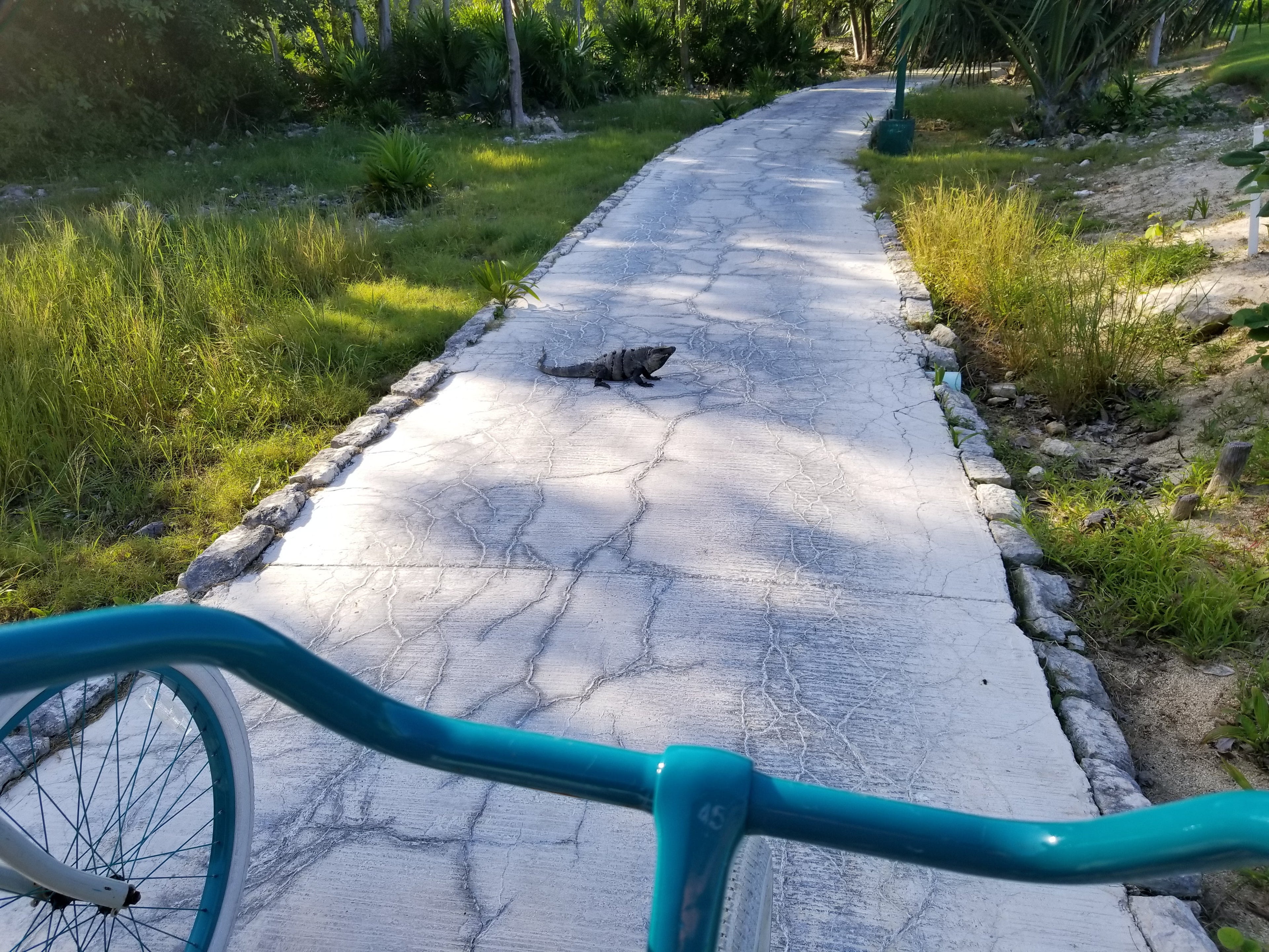 Traffic on the Nature Trail
