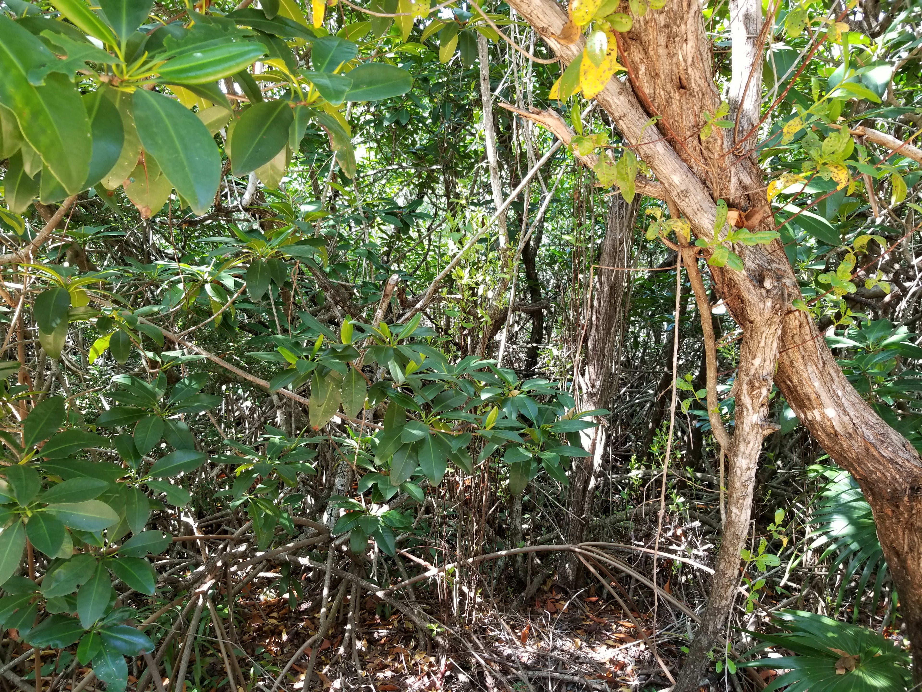 Jungle