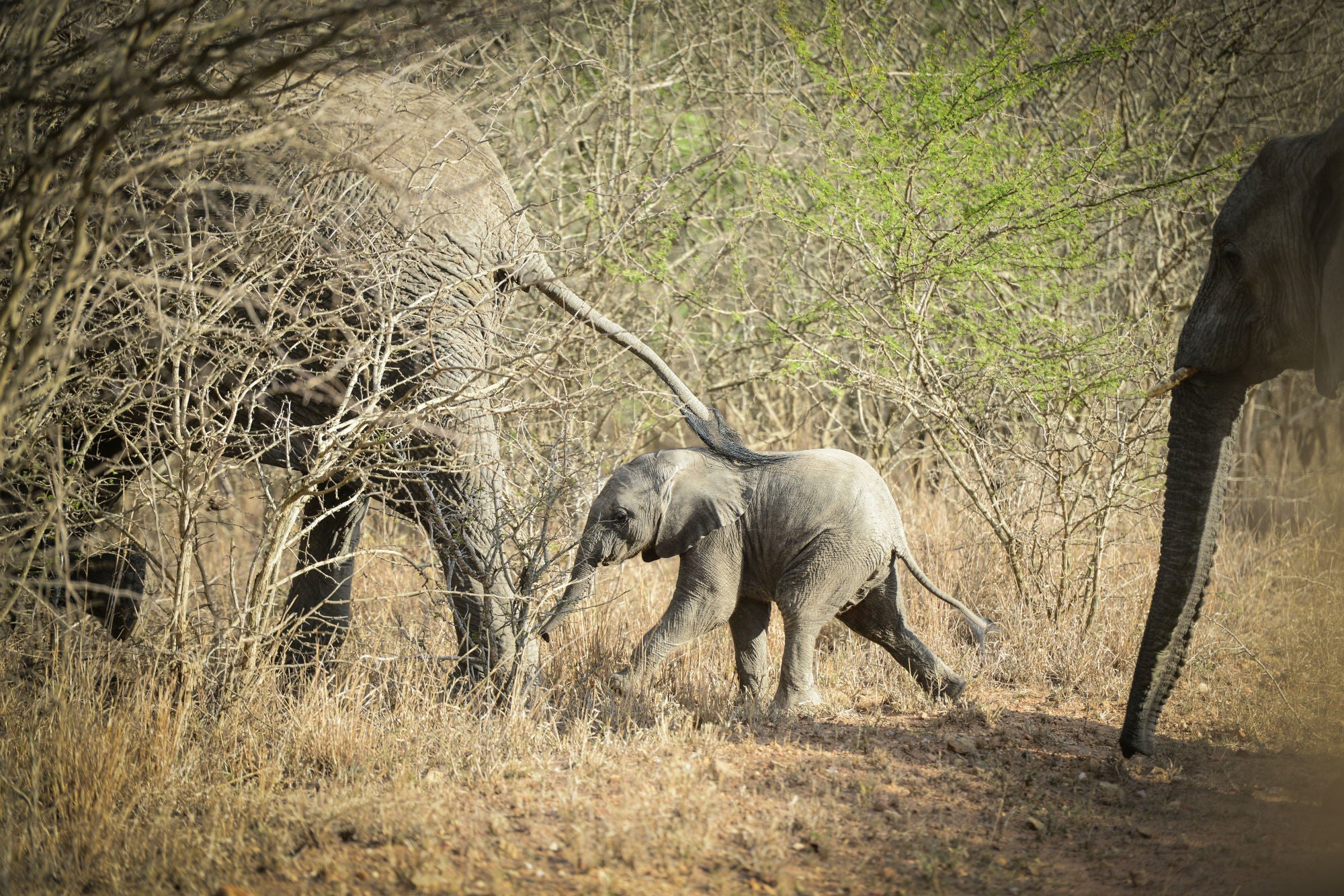 safari