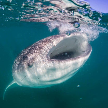 Whale shark (Rhincodon typus), filter feeding underwater off El Mogote, near La Paz, Baja California Sur, Mexico, North America