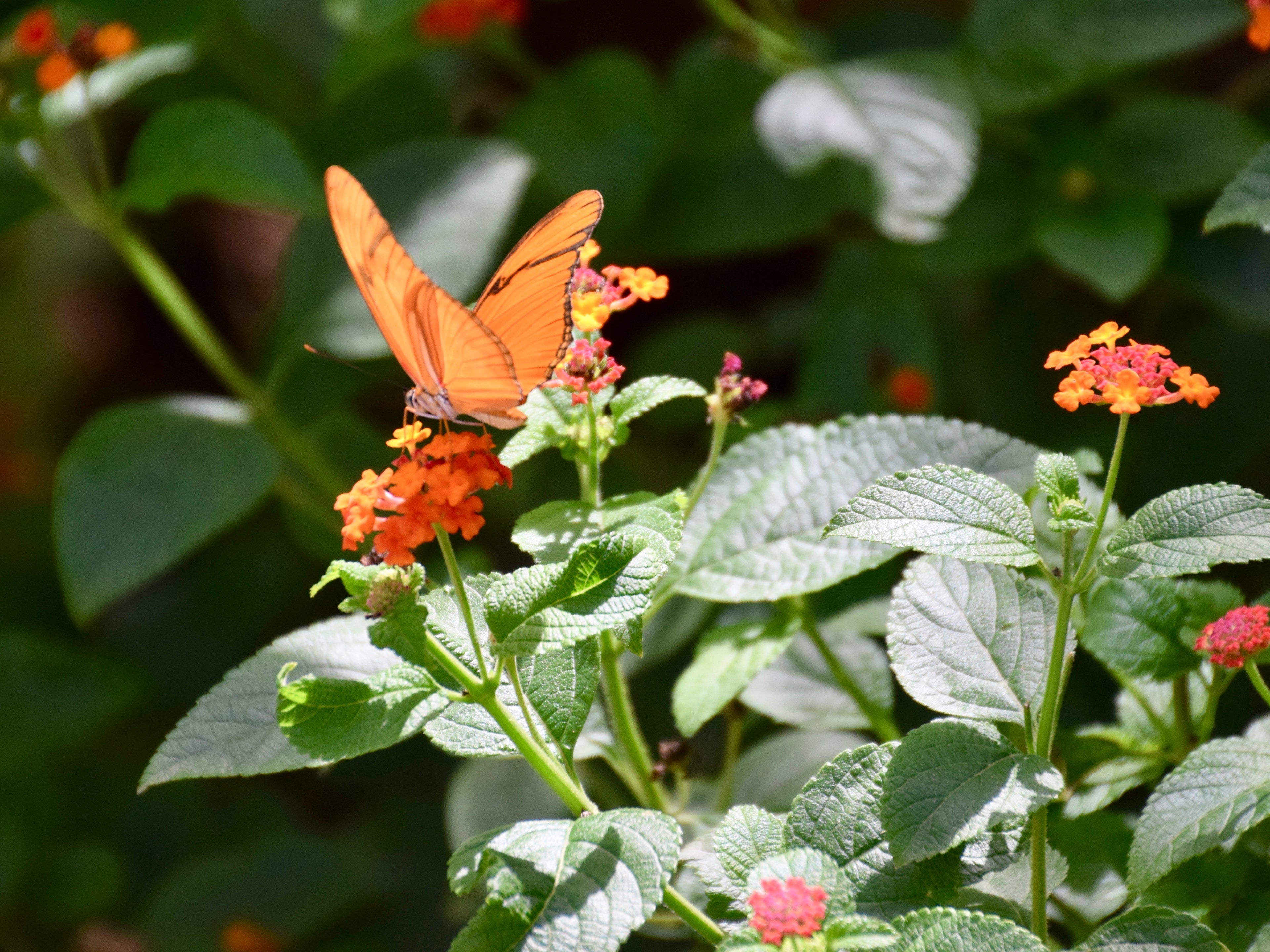 Butterfly Farm Aruba