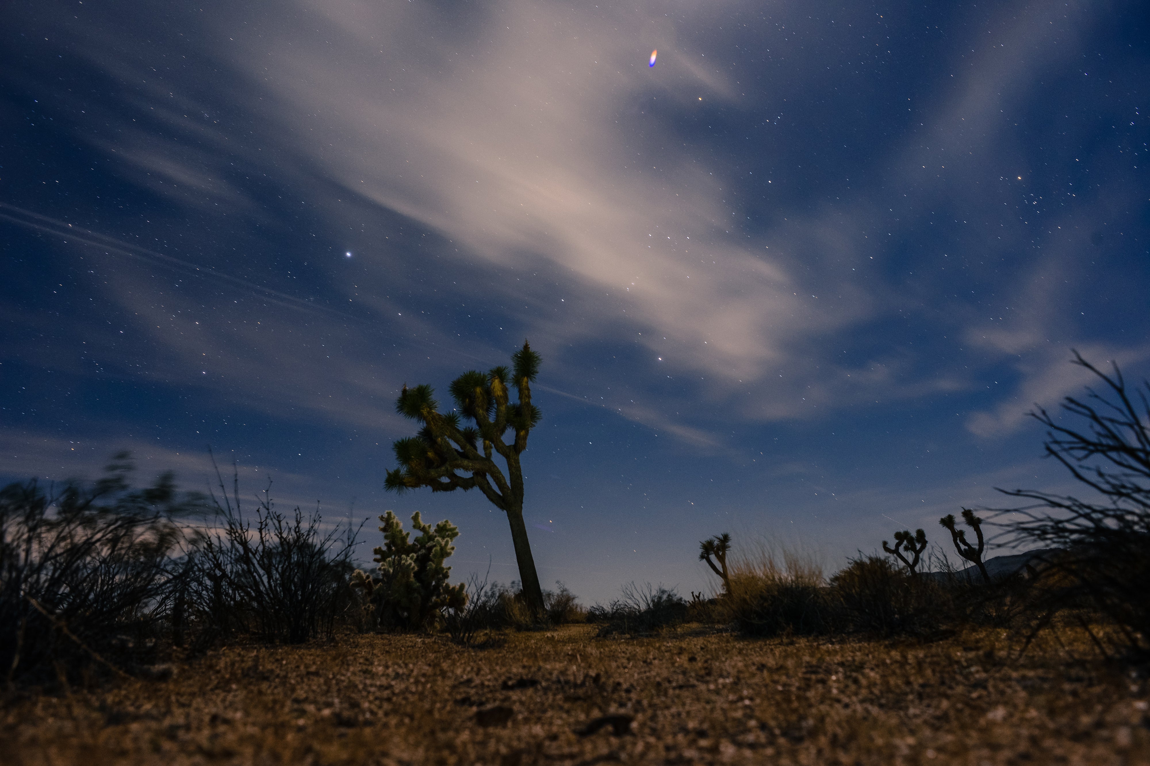 Joshua tree