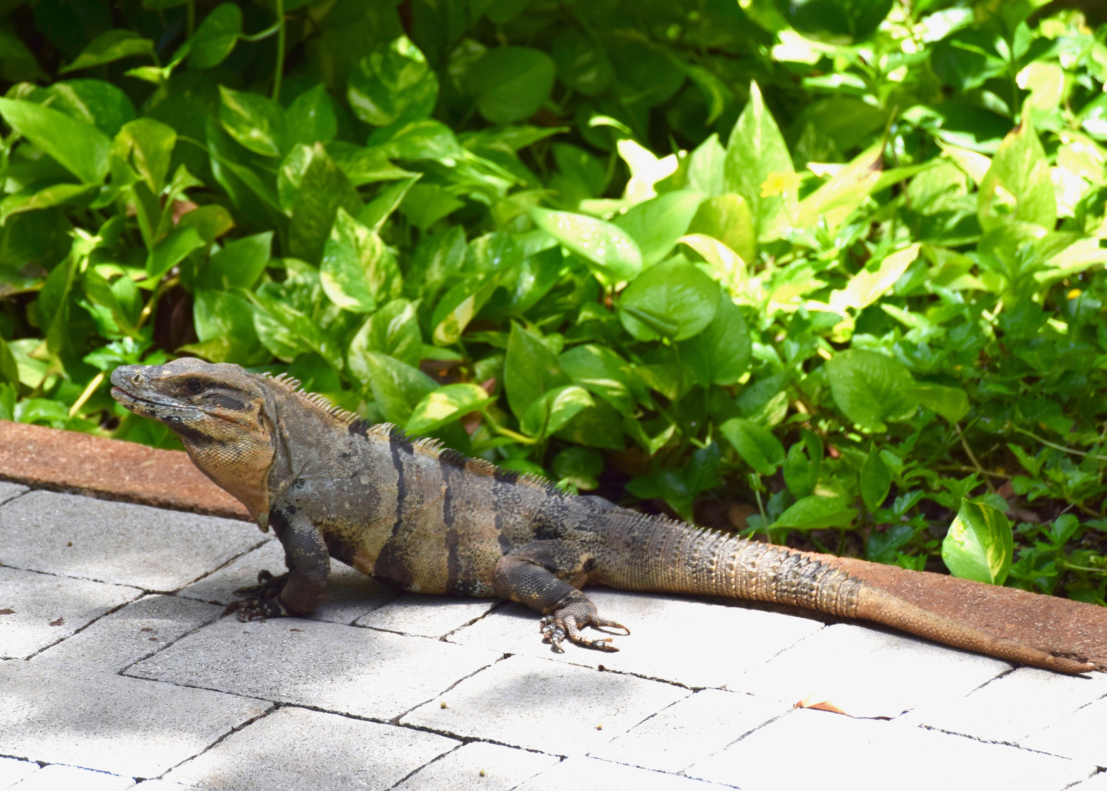 spiny tailed iguana in Playa del Carmen