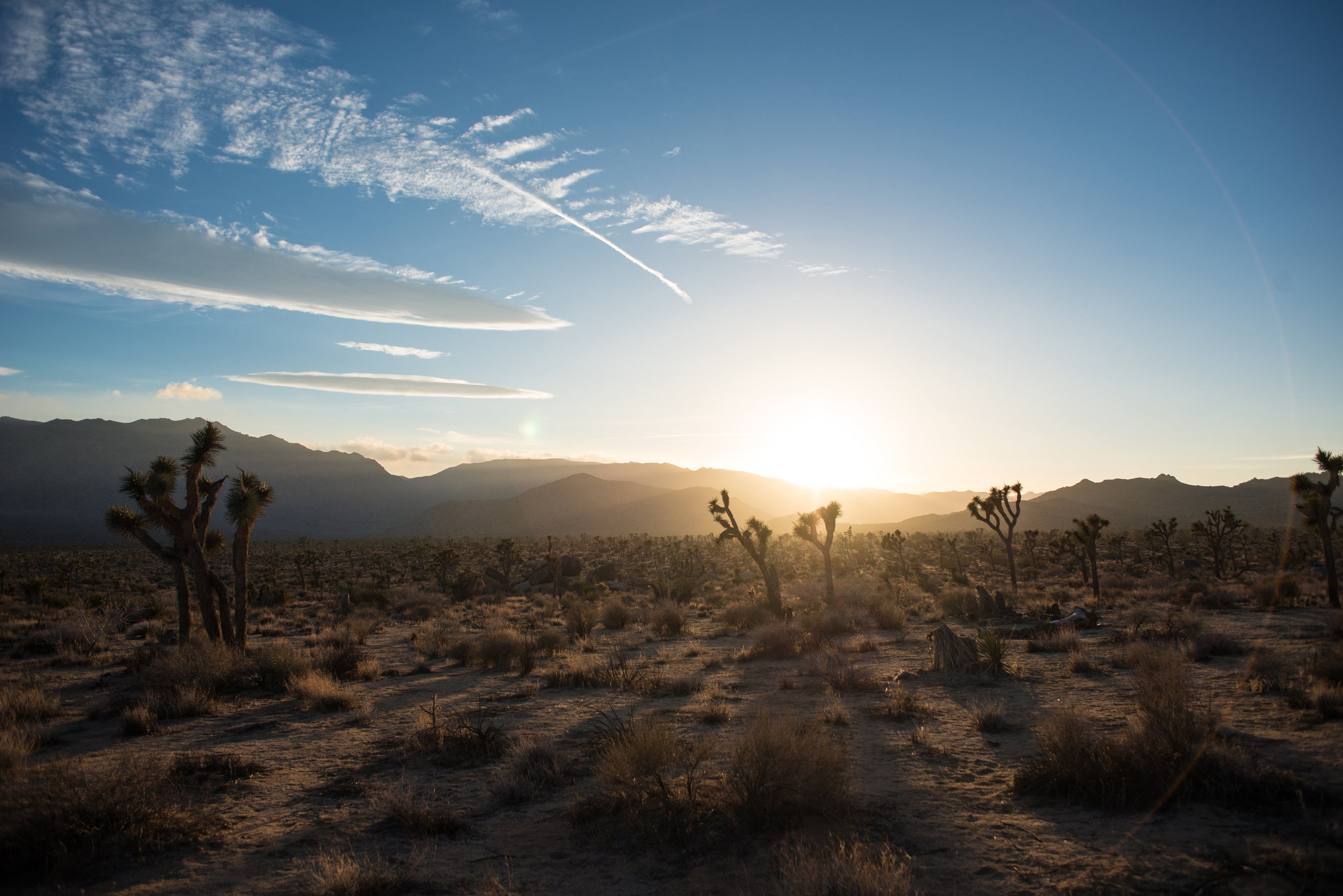 Joshua tree