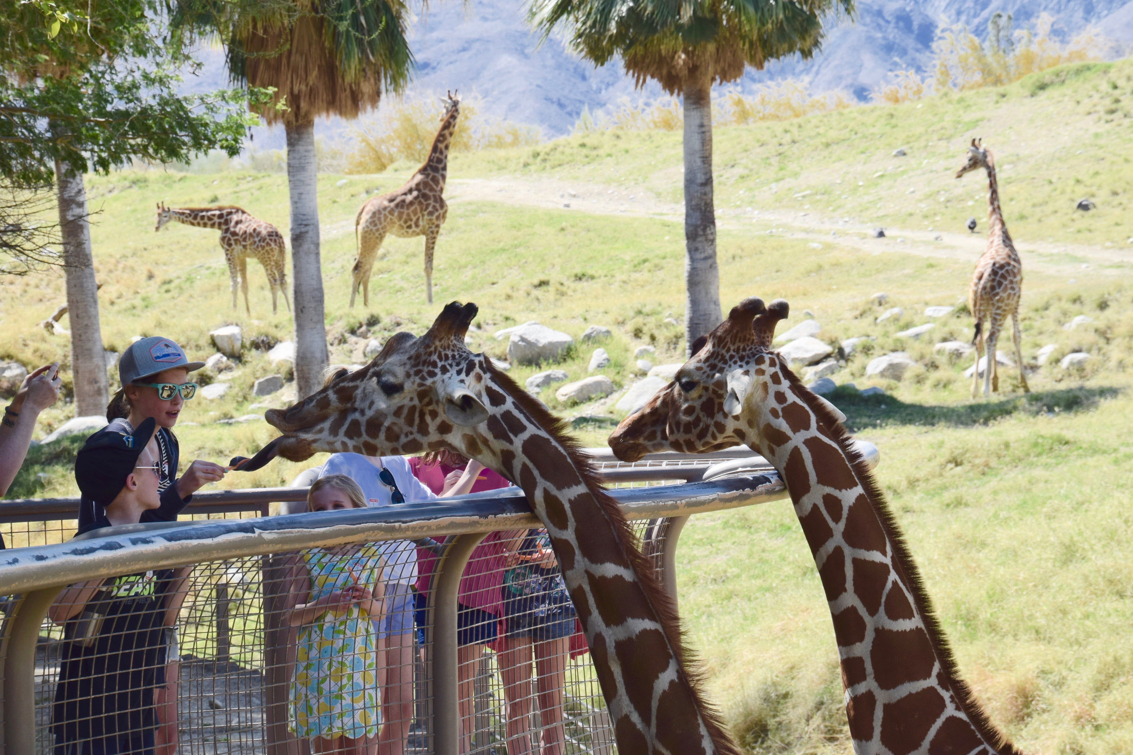 If you time it right, the kids can help feed the giraffes at The Living Desert Zoo in the Palm Springs area.