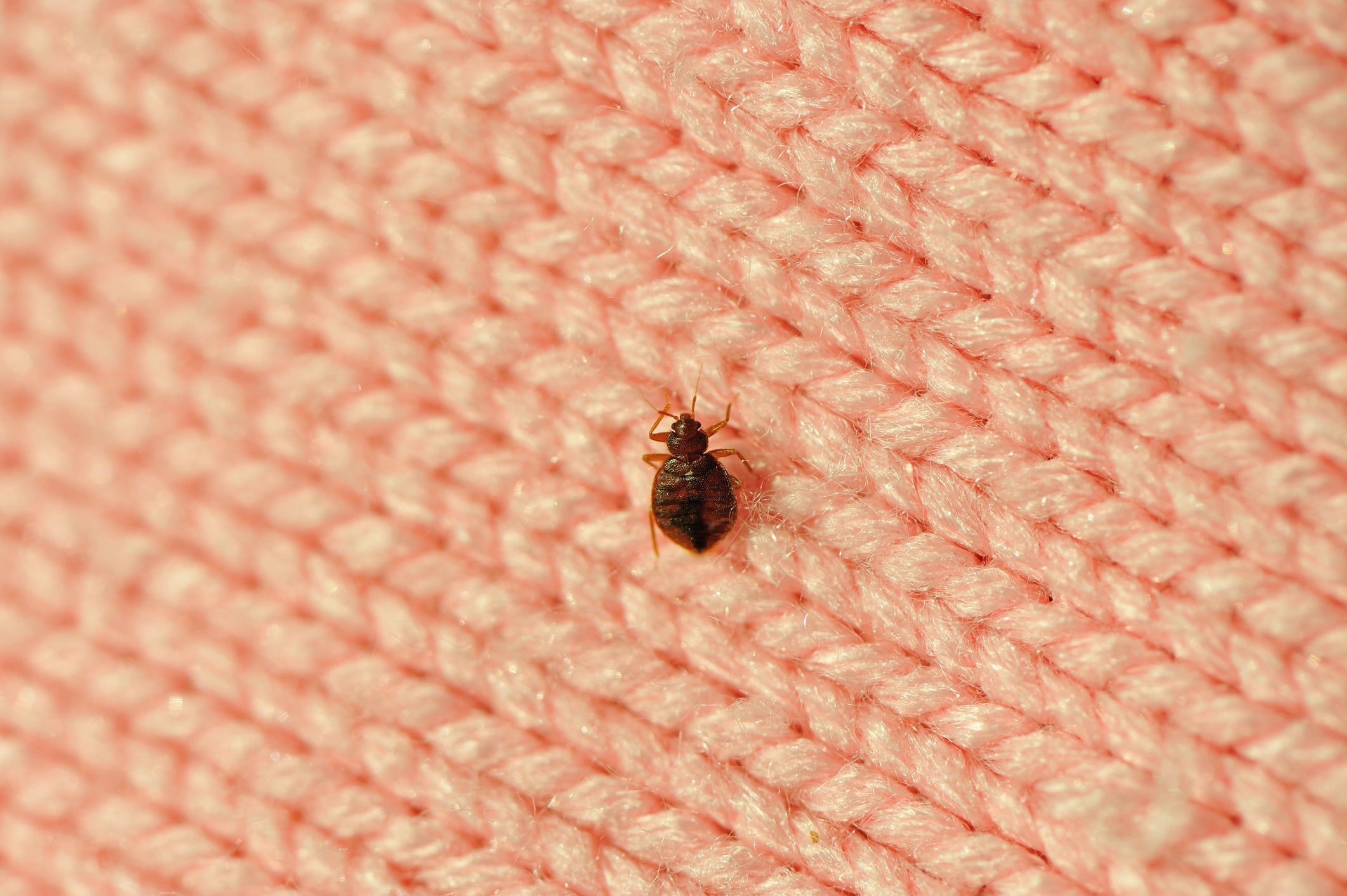 Bedbug on wool
