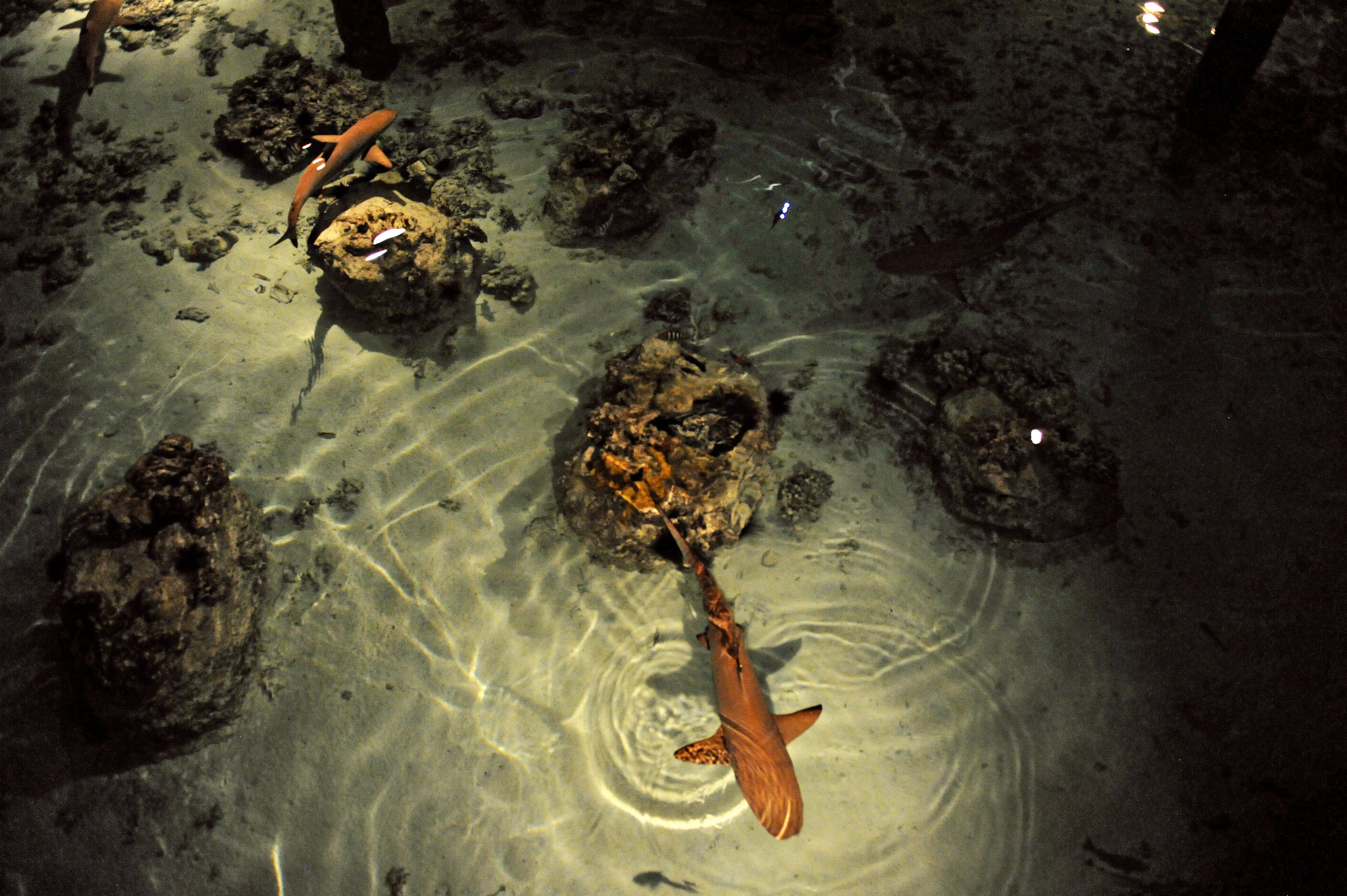 Hilton Moorea Lagoon Resort and Spa - sharks