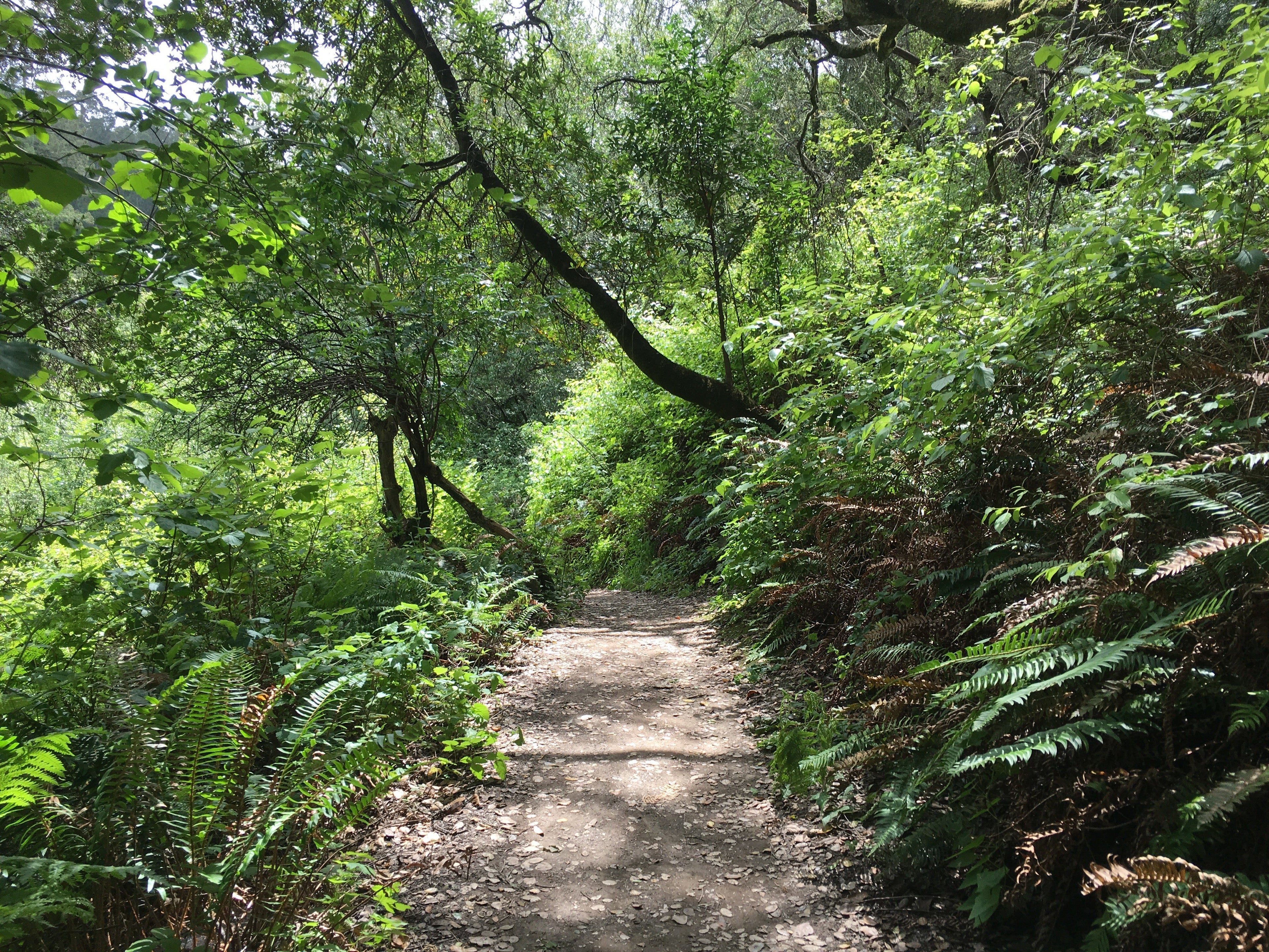 Tilden Park is filled with hiking trails