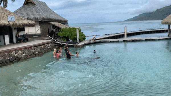 InterContinental Moorea Resort and Spa Dolphin Experience