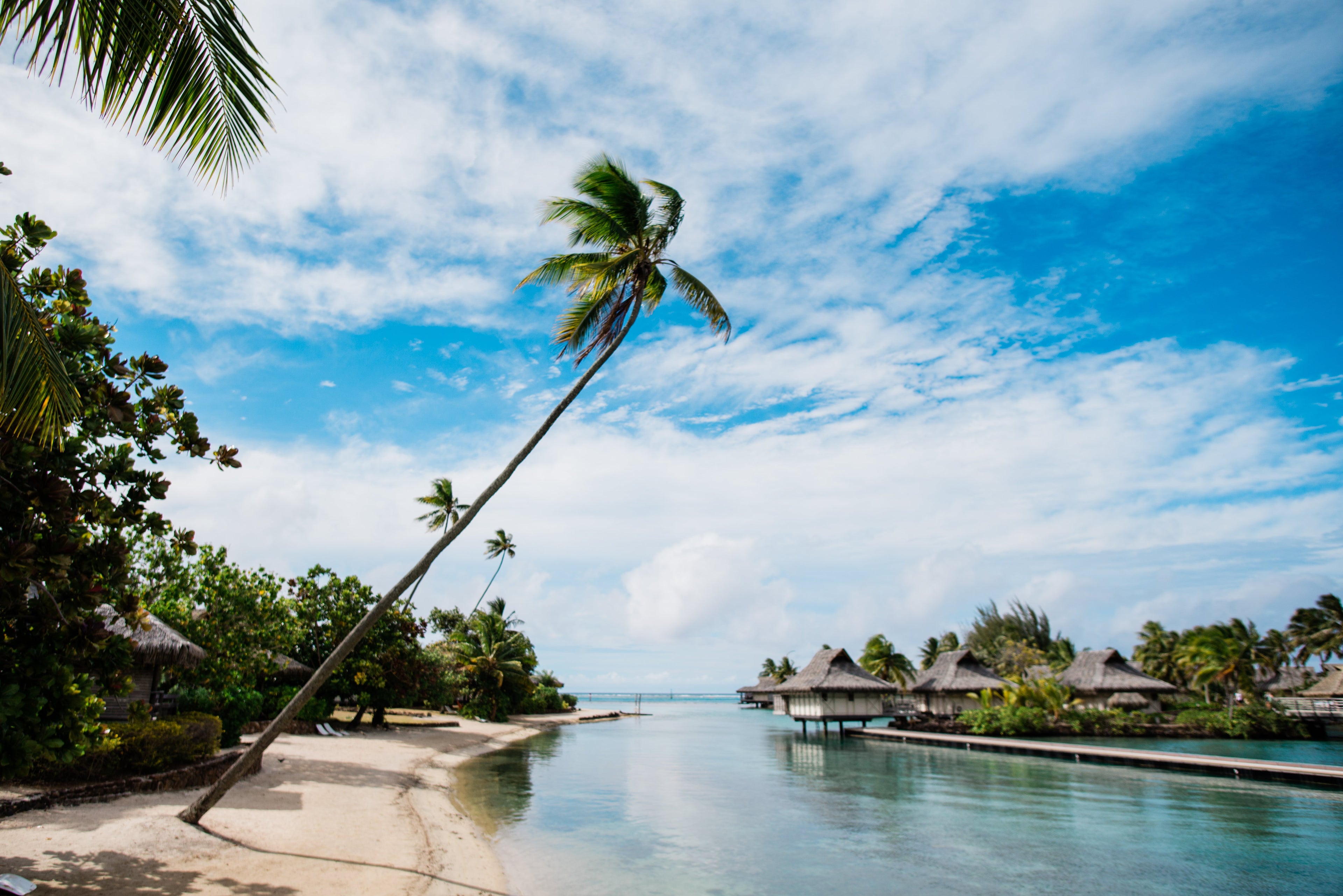 InterContinental Resort and Spa Moorea - palm tree