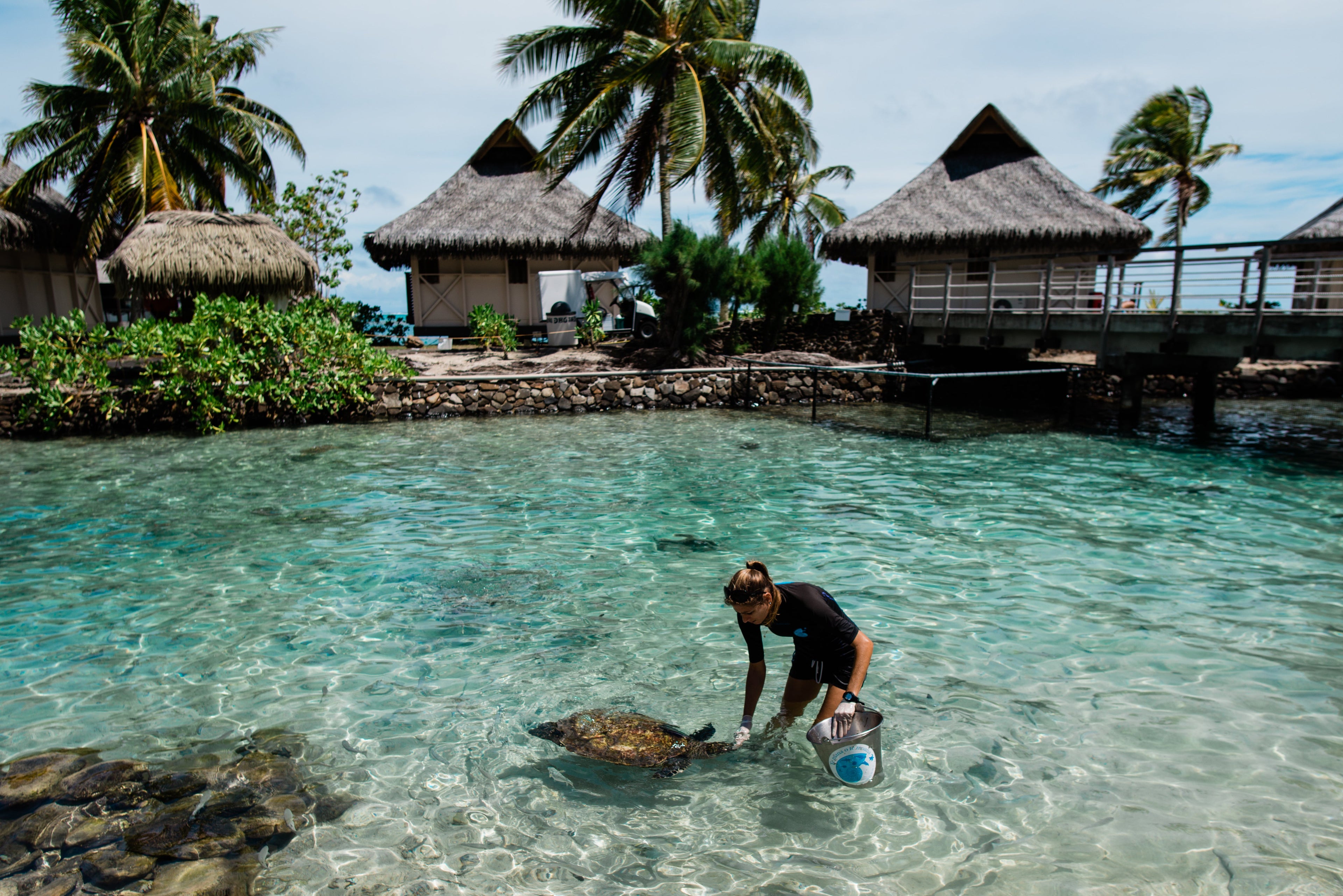 InterContinental Resort and Spa Moorea - turtle rehabilitation