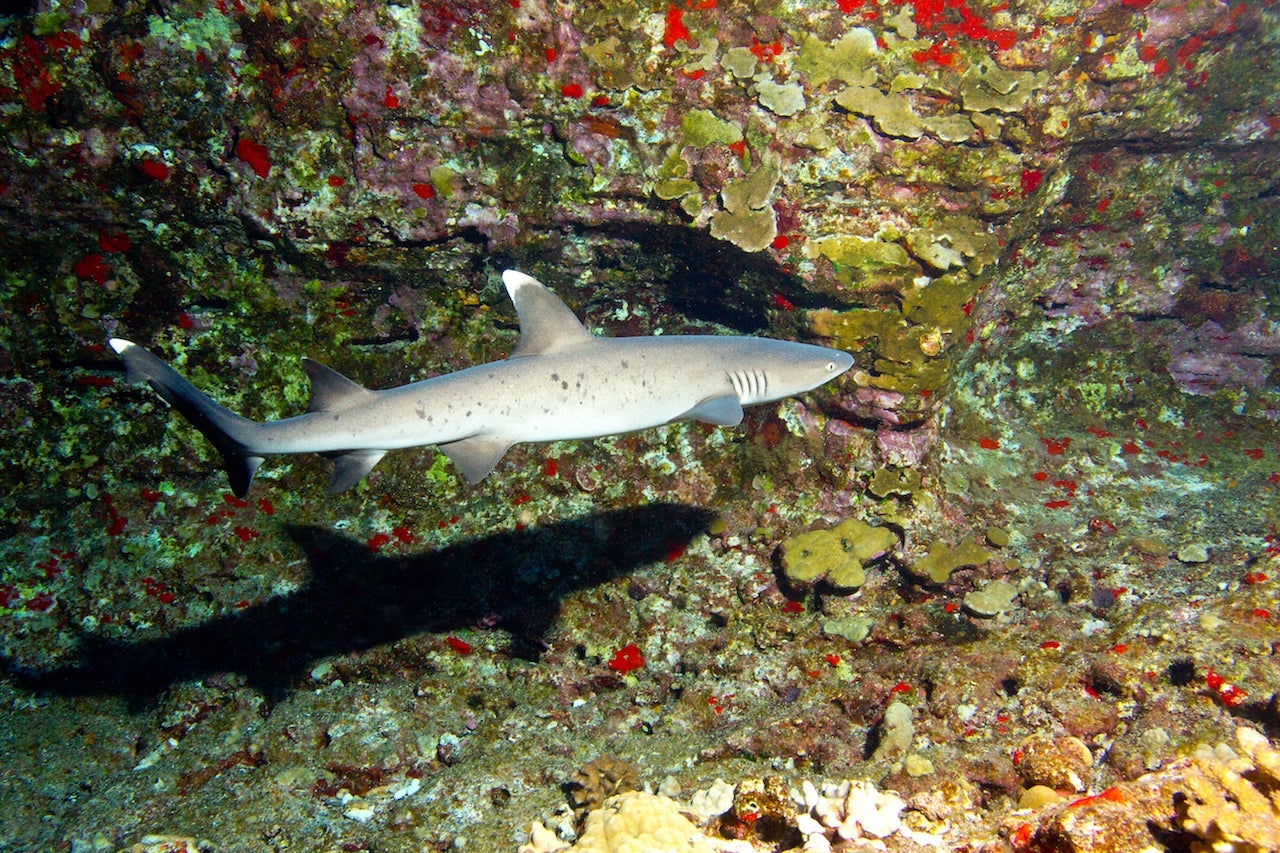 White tip reef shark in waters off Maui. (Photo by Swiss/Canadian underwater photographer/Getty Images)