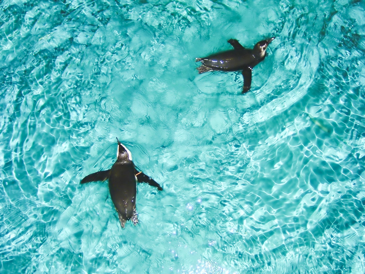 The New England Aquarium in Boston, MA. (Photo via Shutterstock)