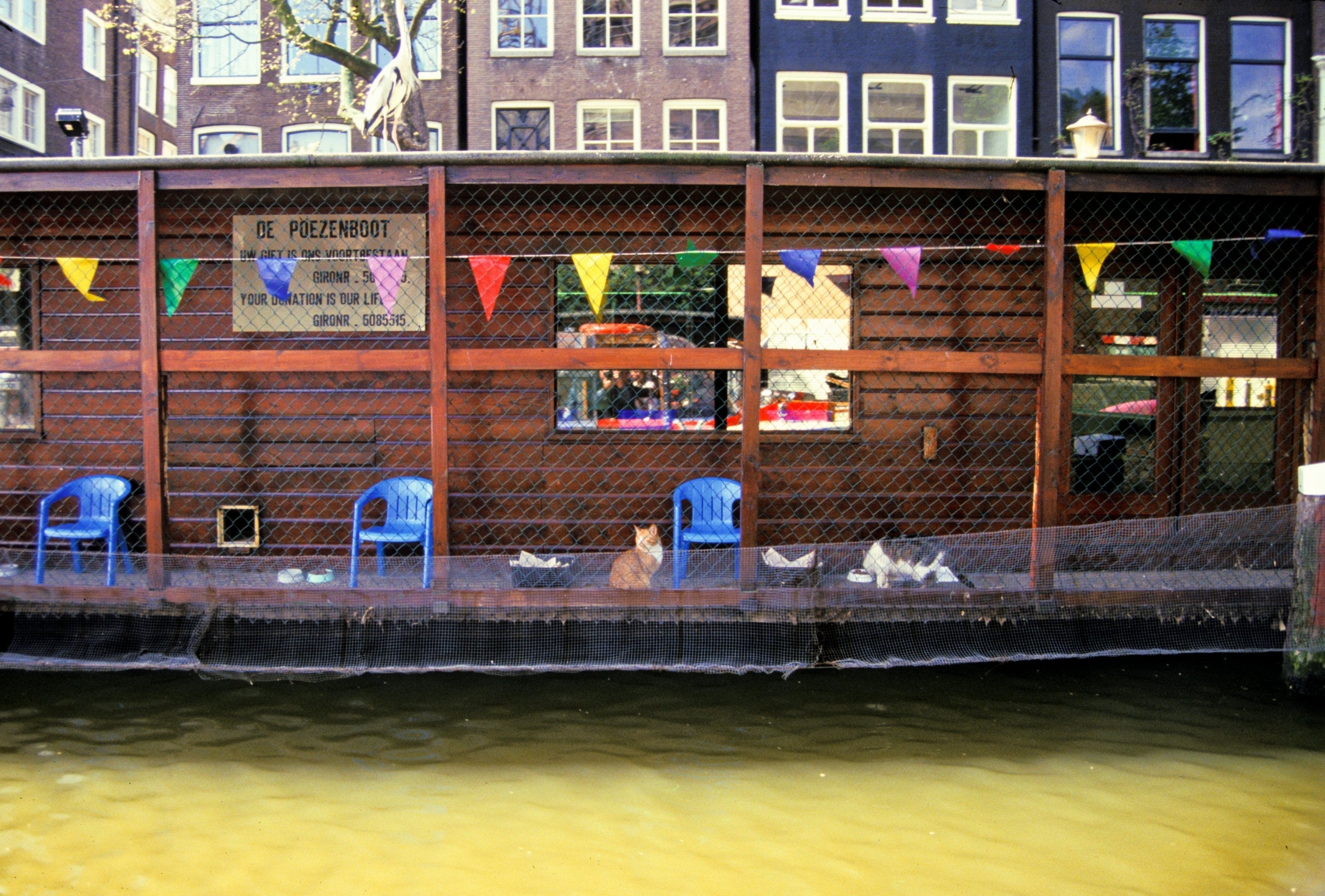 Amsterdam's cat boat sanctuary