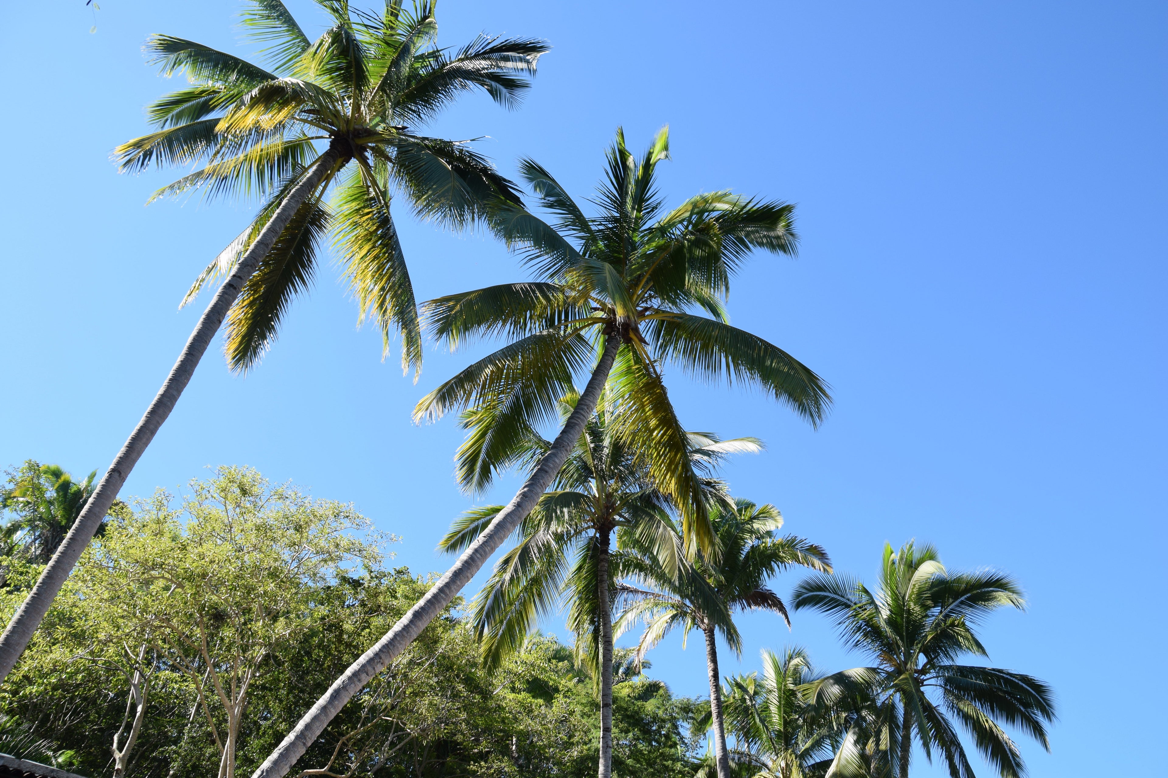 palm trees Puerto Vallarta
