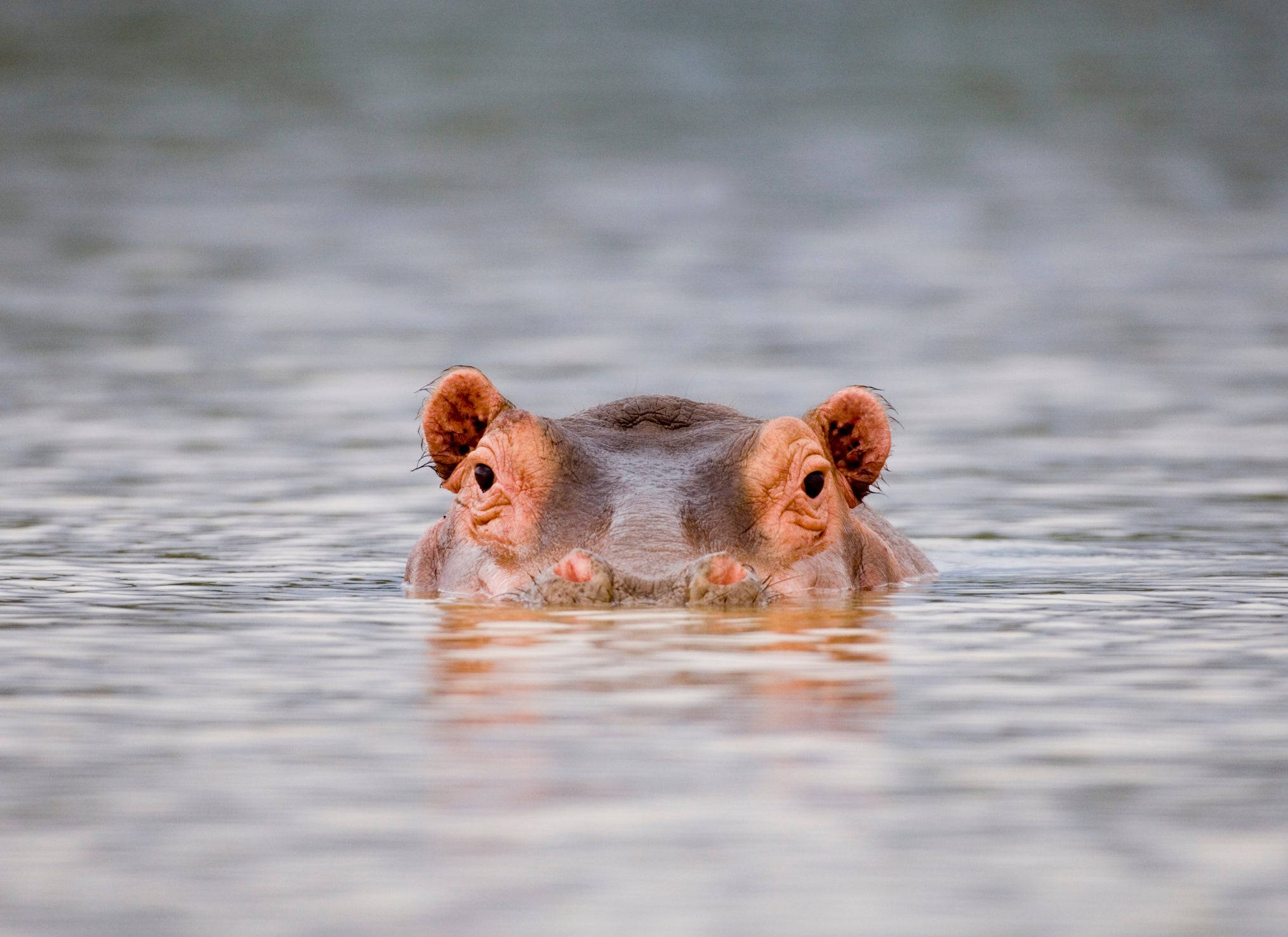 US Woman Survives Hippo Attack on Safari in Zimbabwe - The Points Guy