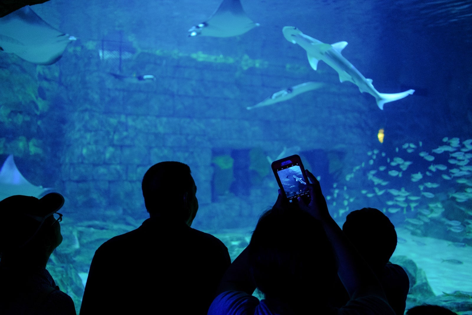 Seaworld Orlando. (Photo by Julien Delaunay via Unsplash)