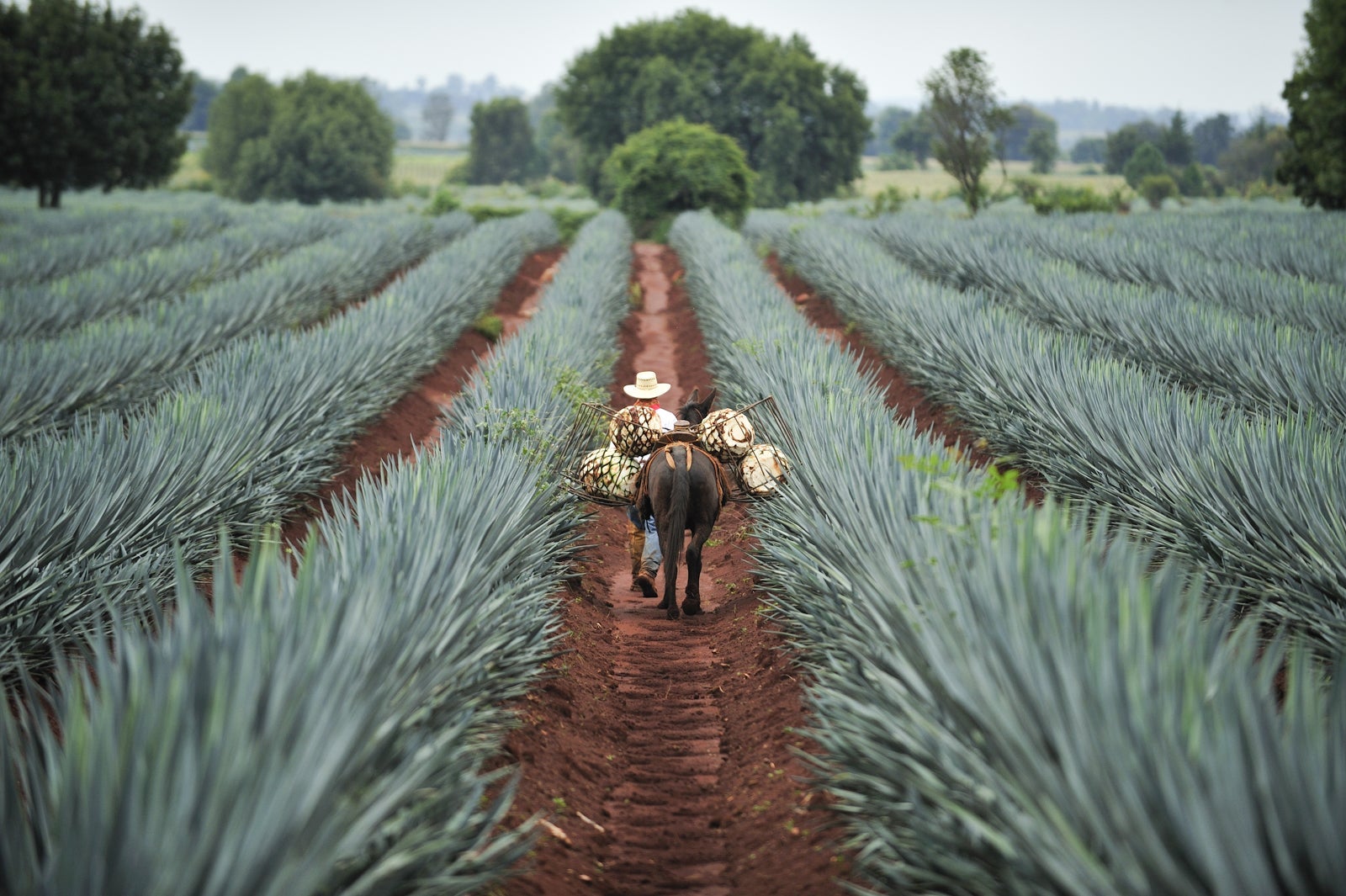 Tequila is harvested by donkey in certain regions of Mexico, like Jalisco, seen above. (Photo via Shutterstock)