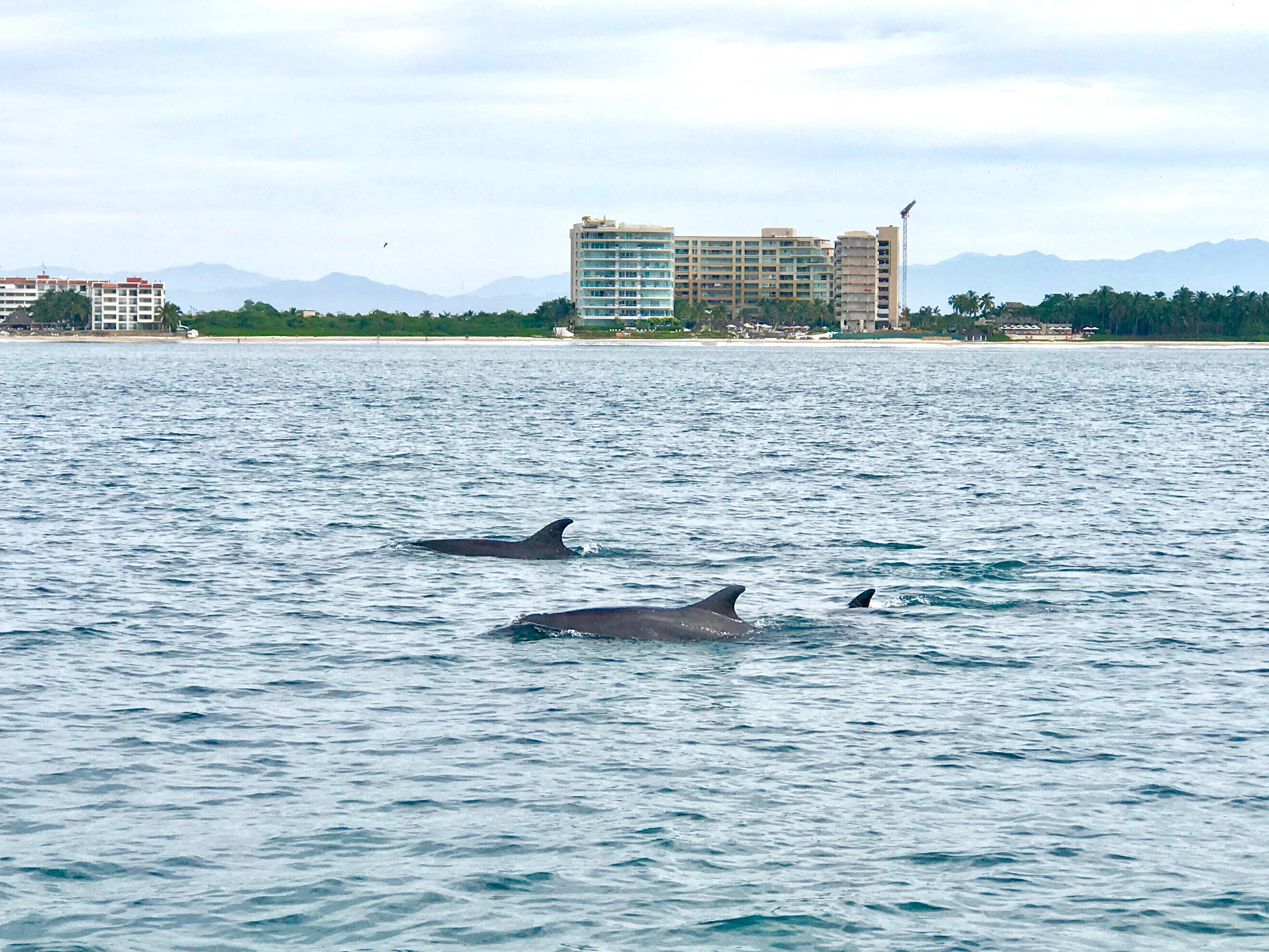 dolphins off coast of Puerto Vallarta