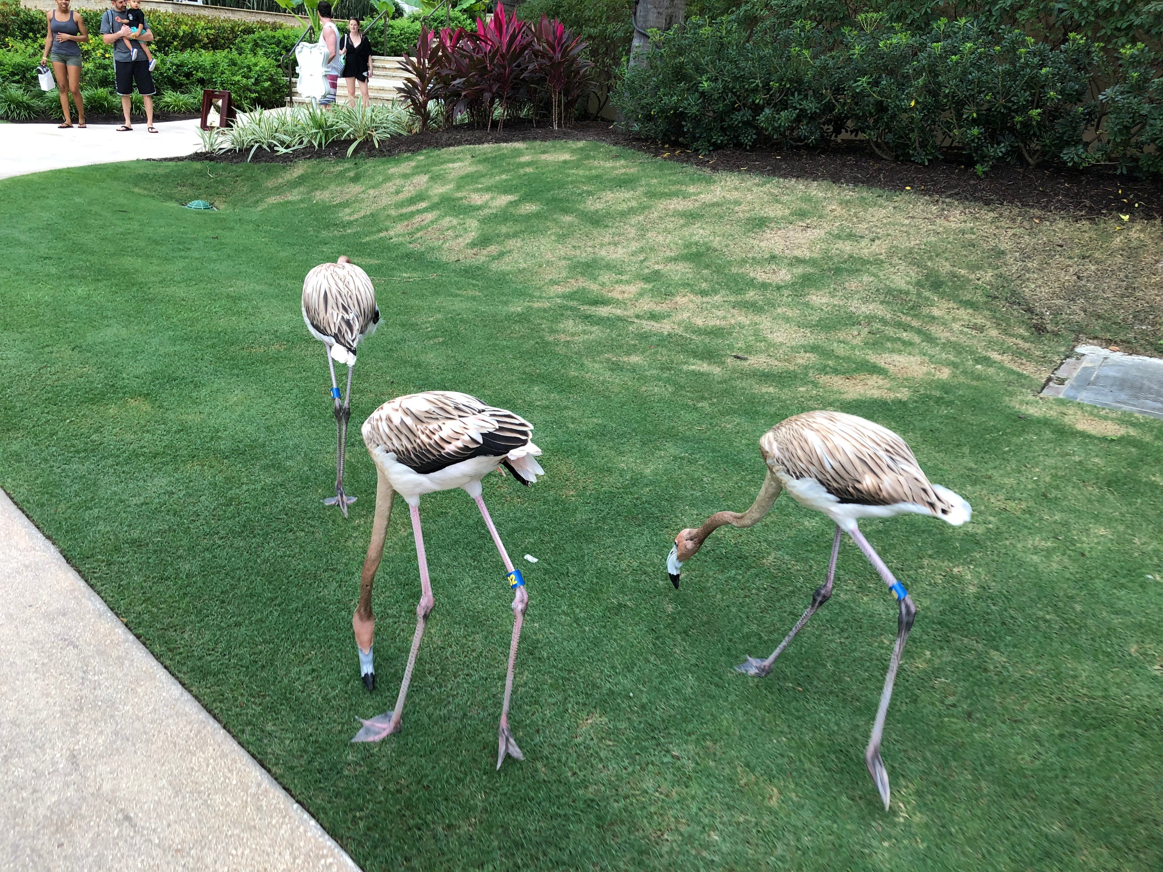Go on a daily walk with the baby flamingos (Photo via Jennifer Yellin / Deals We Like)