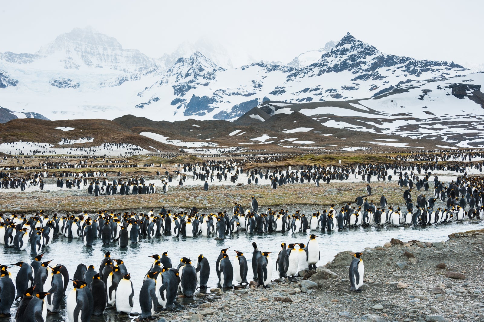 Penguin takeover in the Antarctic. (Photo via Shutterstock)