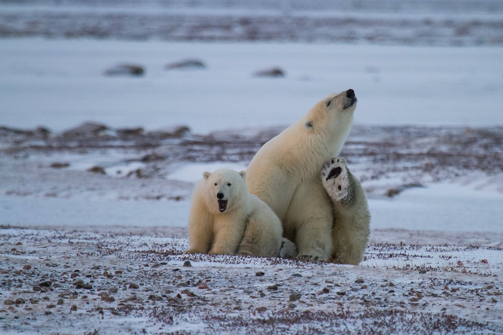 (Photo courtesy of Arctic Kingdom)