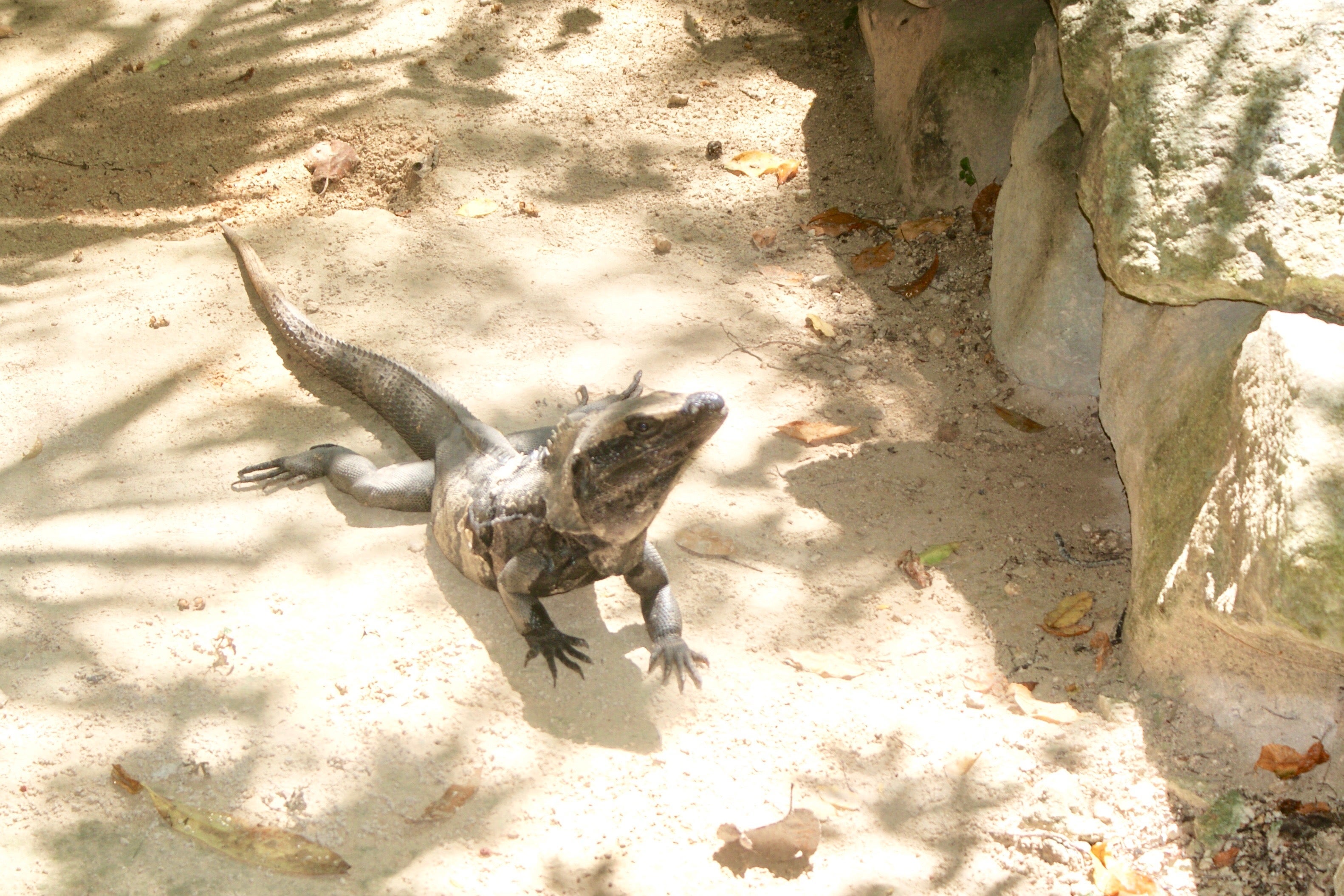 iguana at Tulum Mexico