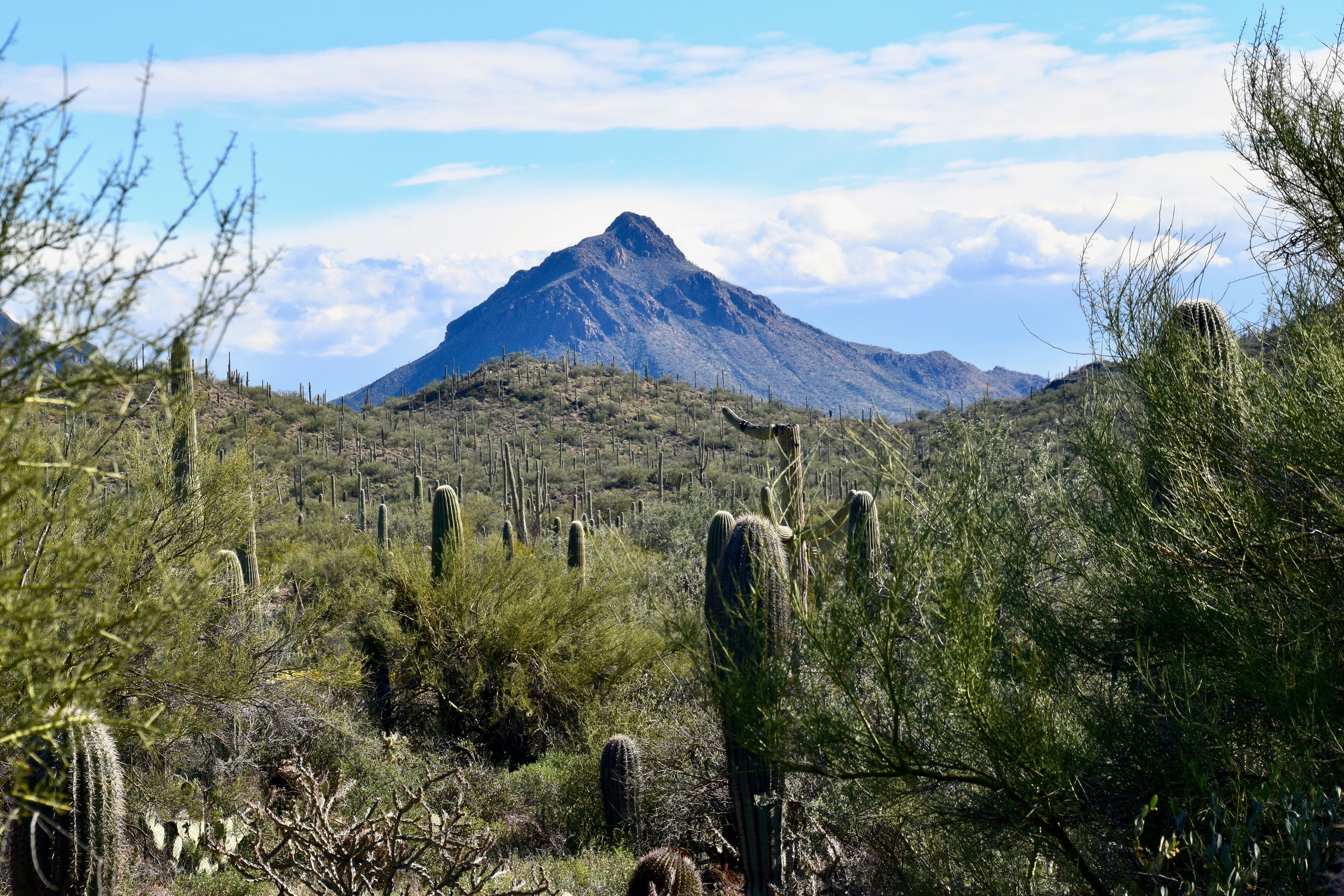 Arizona-Sonora Desert Museum Tucson