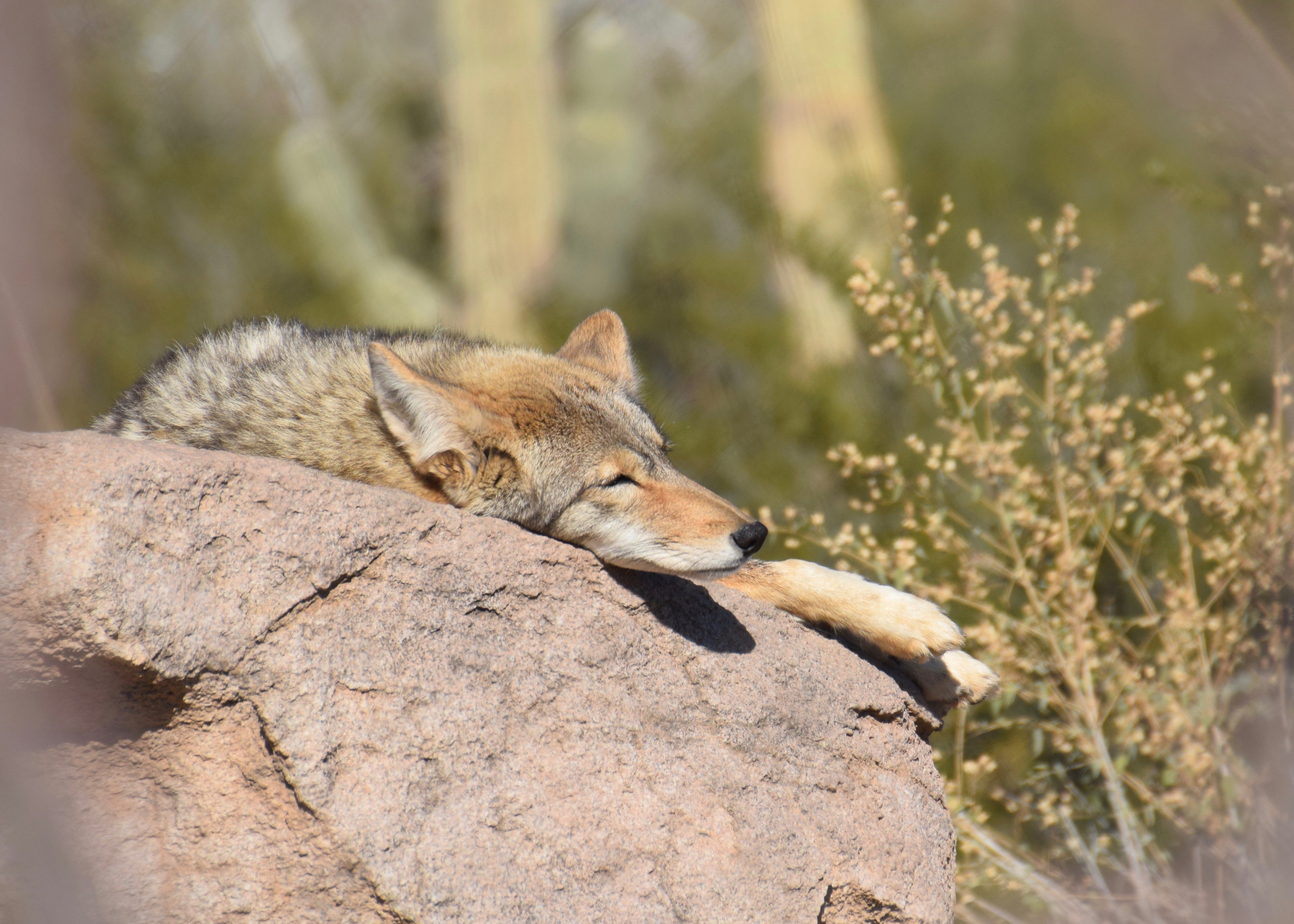 coyote at Arizona-Sonora Desert Museum in Tucson