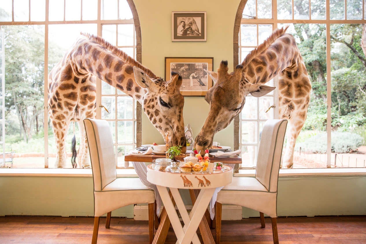 (Photo courtesy of The Safari Collection)