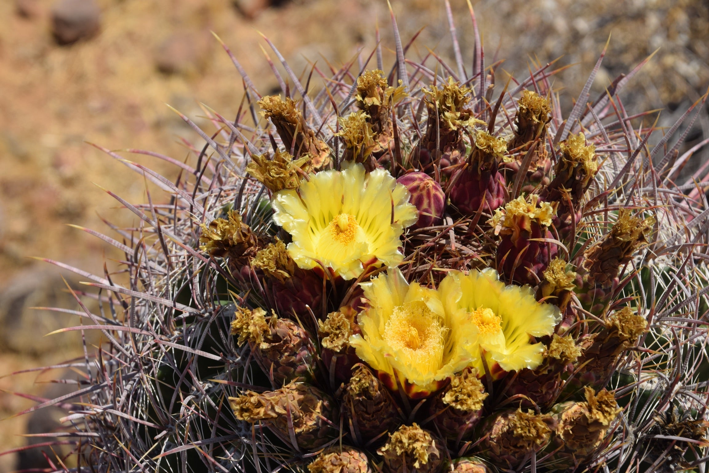 cactus flowers bloom in Arizona desert
