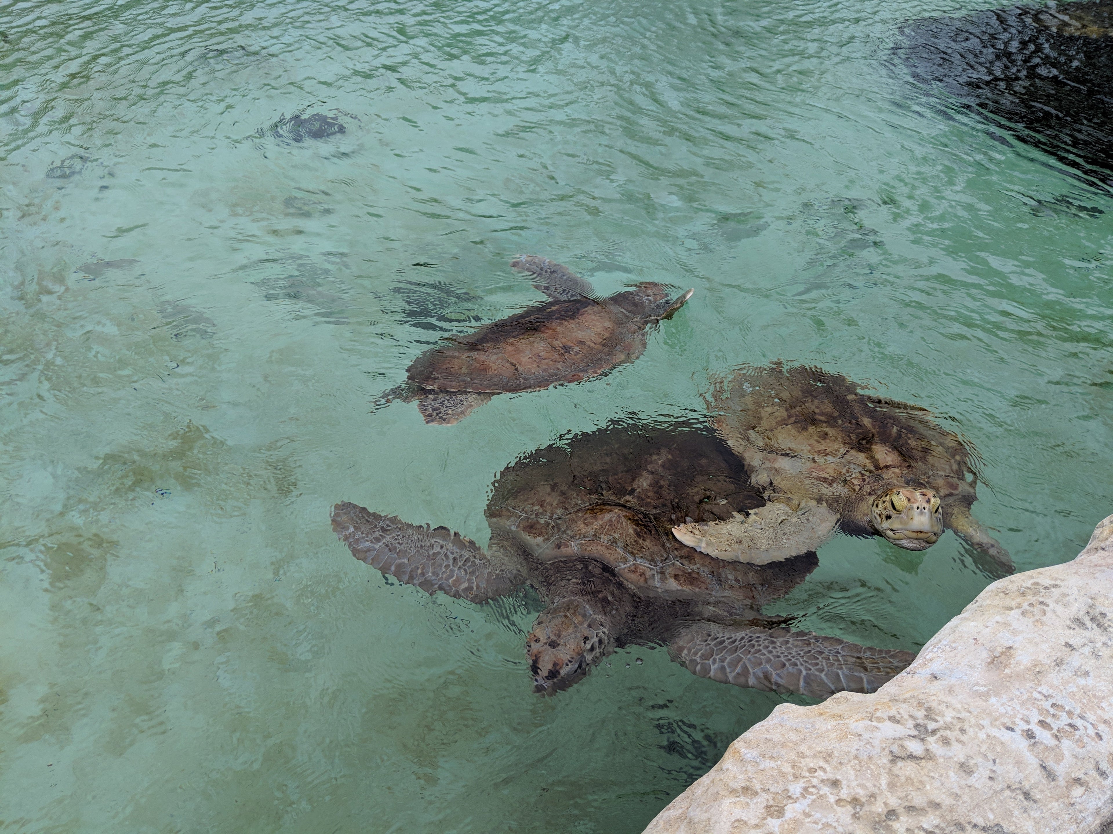 Get up close to the sea life (Photo via Jennifer Yellin / Deals We Like)
