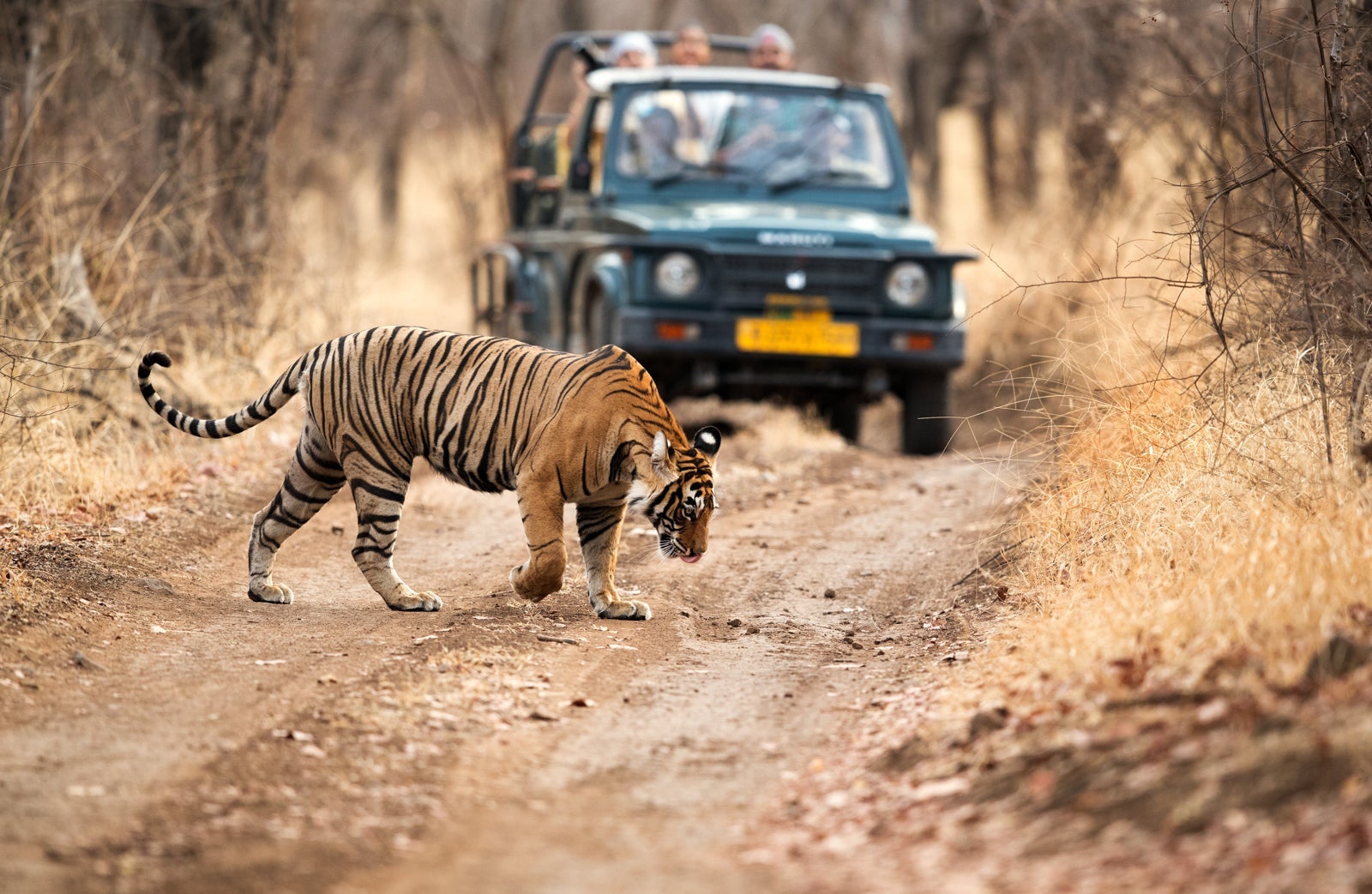 A tiger crossing a safari vehicle in Ranthambore National Park. (Photo via Shutterstock)