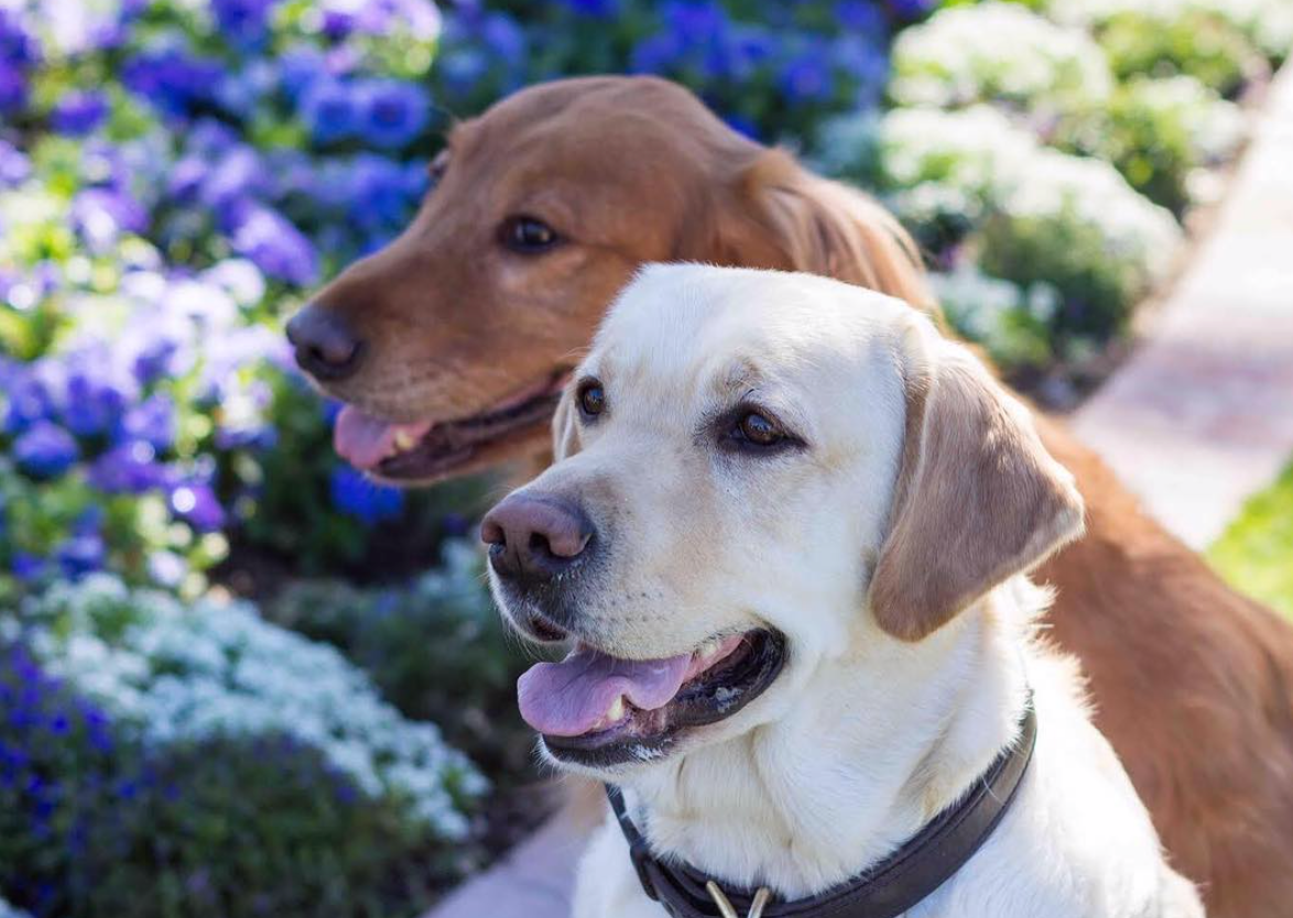 Fairmont Scottsdale Princess's Canine Ambassadors, Bixby and Gibbs. (Instagram)