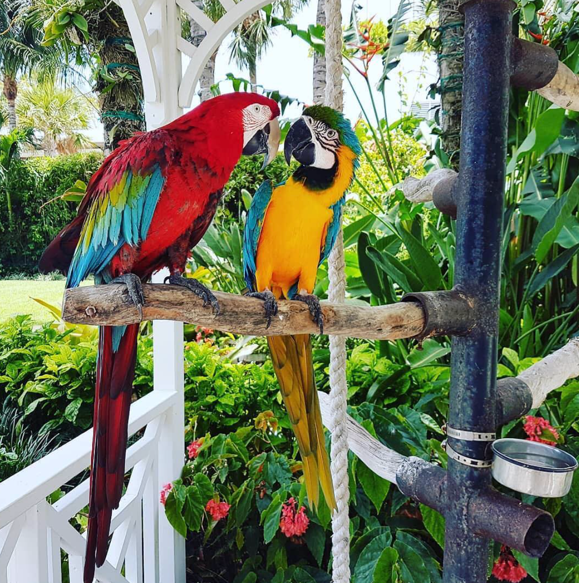 Sunshine and Chance at The Palms Hotel & Spa, Miami. (Instagram)