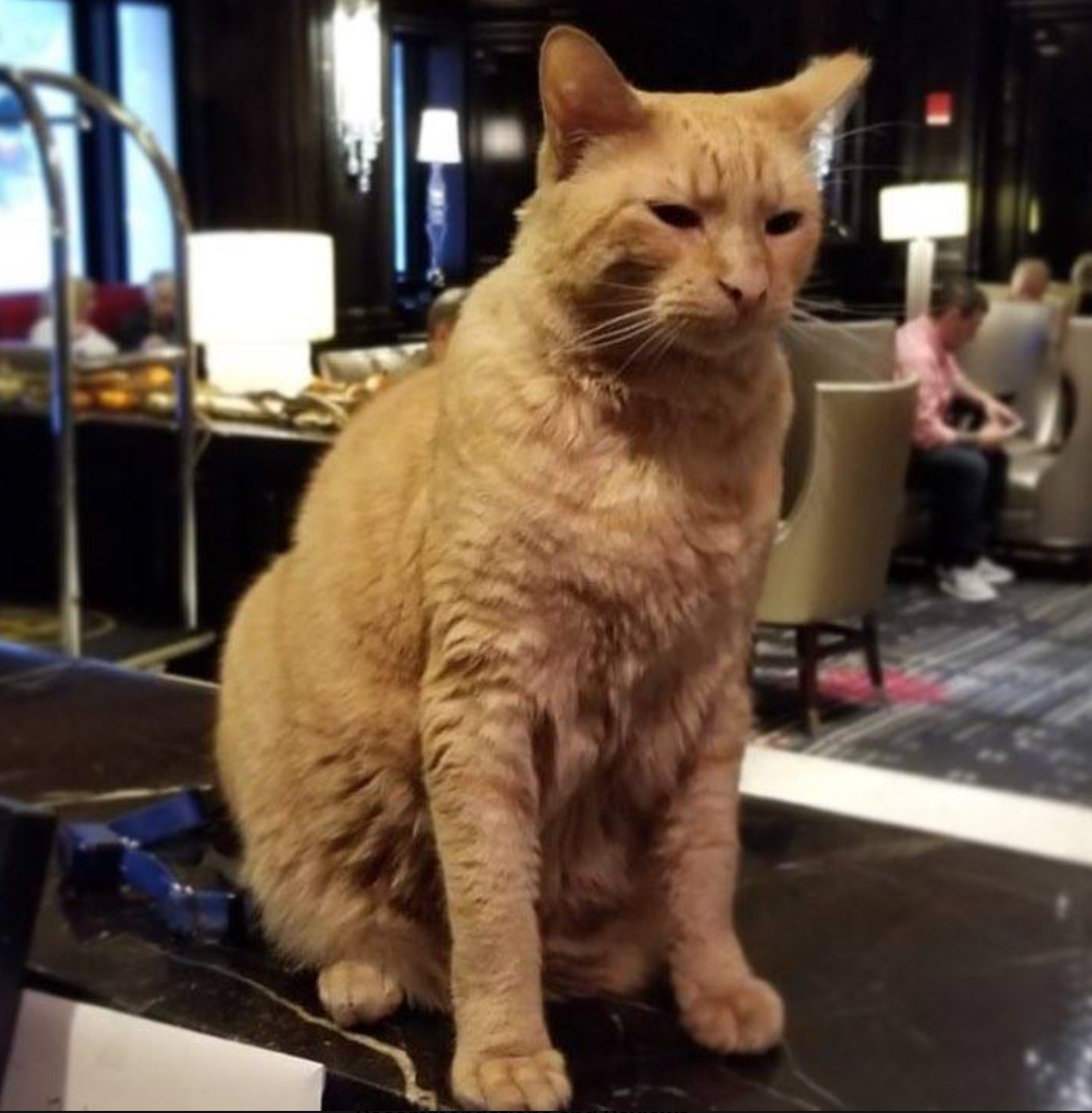 Hamlet the 8th and New York's Algonquin Hotel Times Square. (Instagram)