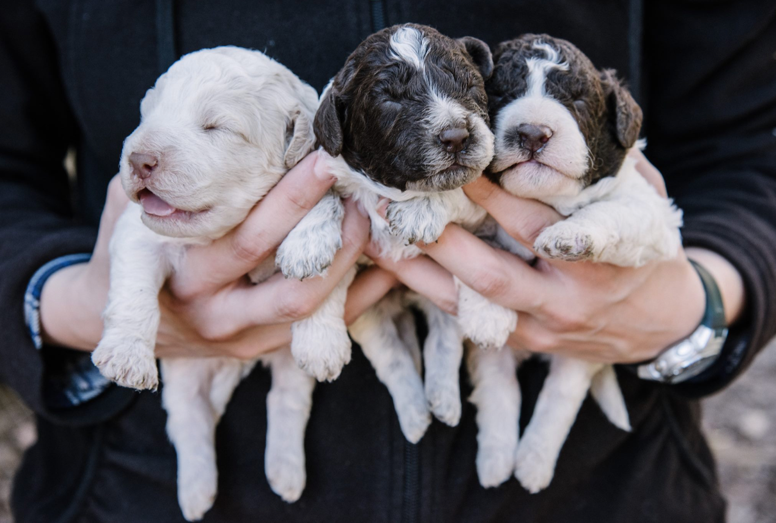 Lagotto Romagnolo truffle hunting puppies at Blackberry Farm. (Facebook)