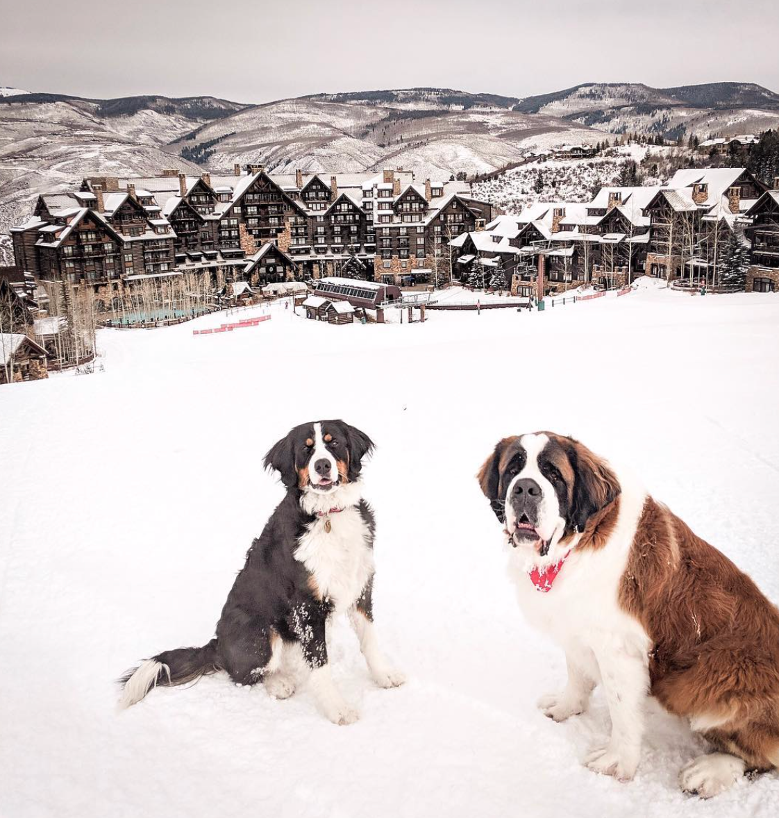Ritz-Carlton Bachelor Gulch's Scout and Bachelor. (Instagram)