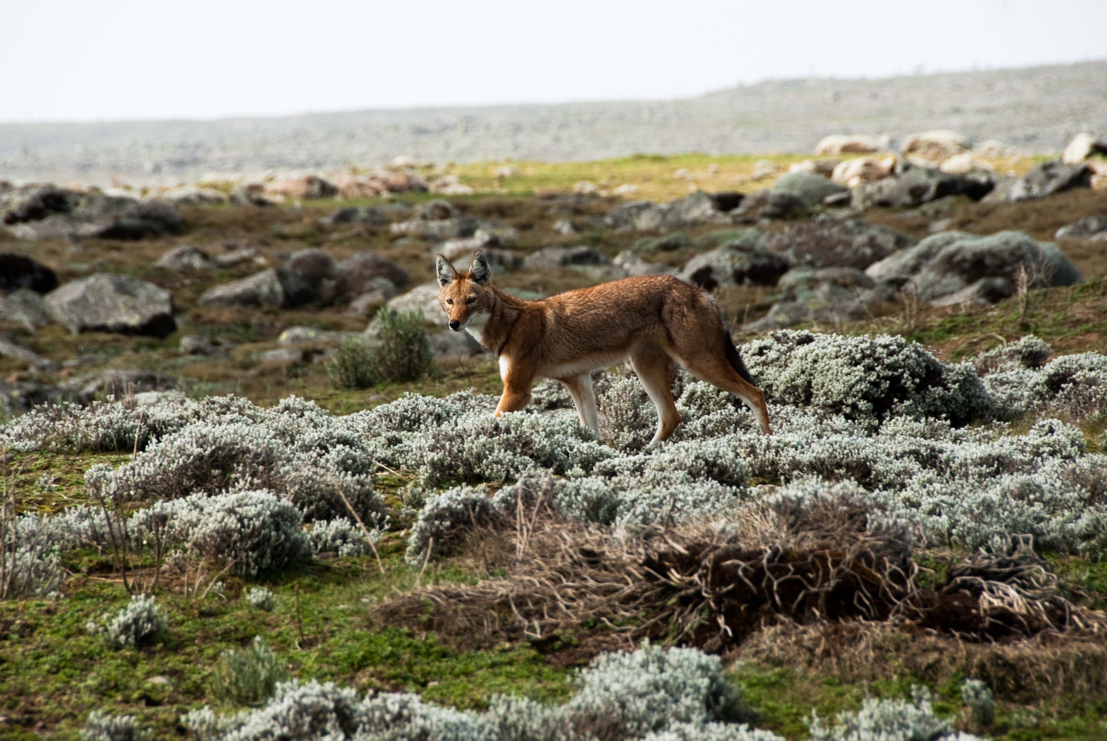 A Simien wolf in the Ethiopian Highlands. (Photo via Shutterstock)