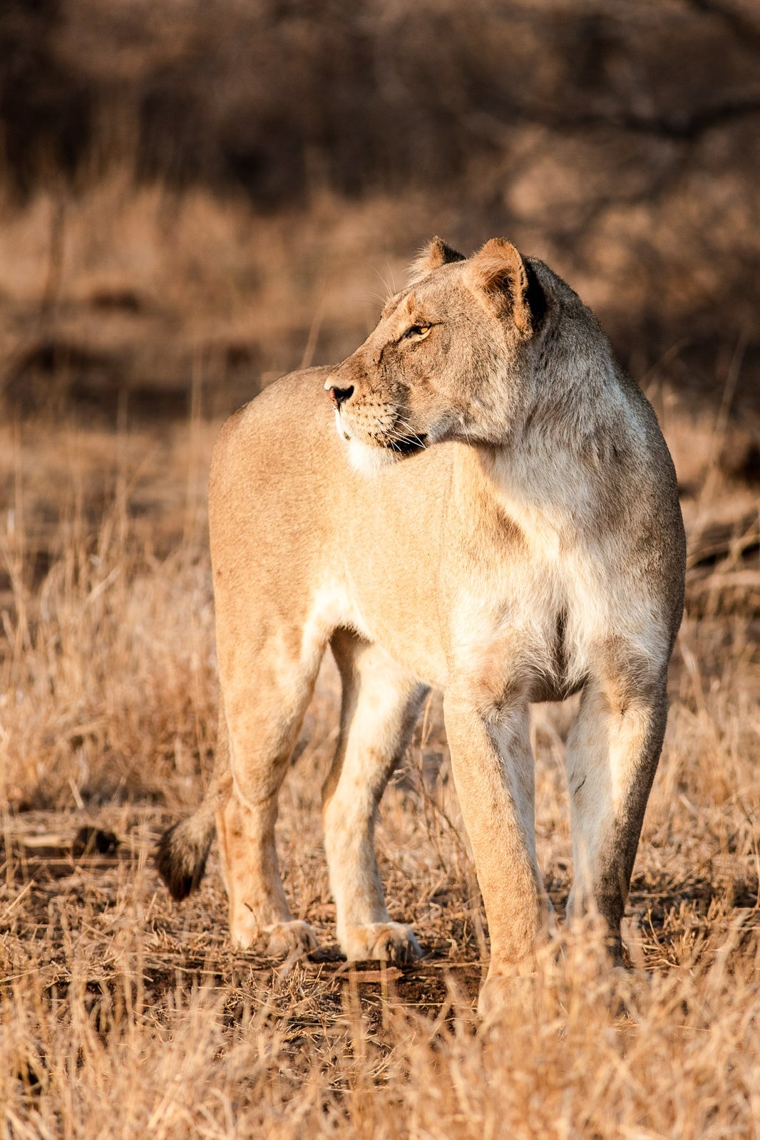 Photo by Jacques Briam of Wild About the Wild.