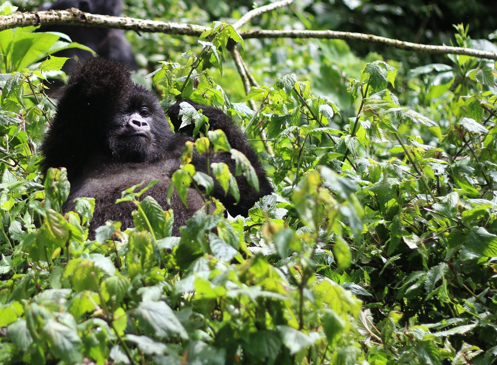 A Gorilla relaxing in Volcanoes National Park. (Photo via Shutterstock)