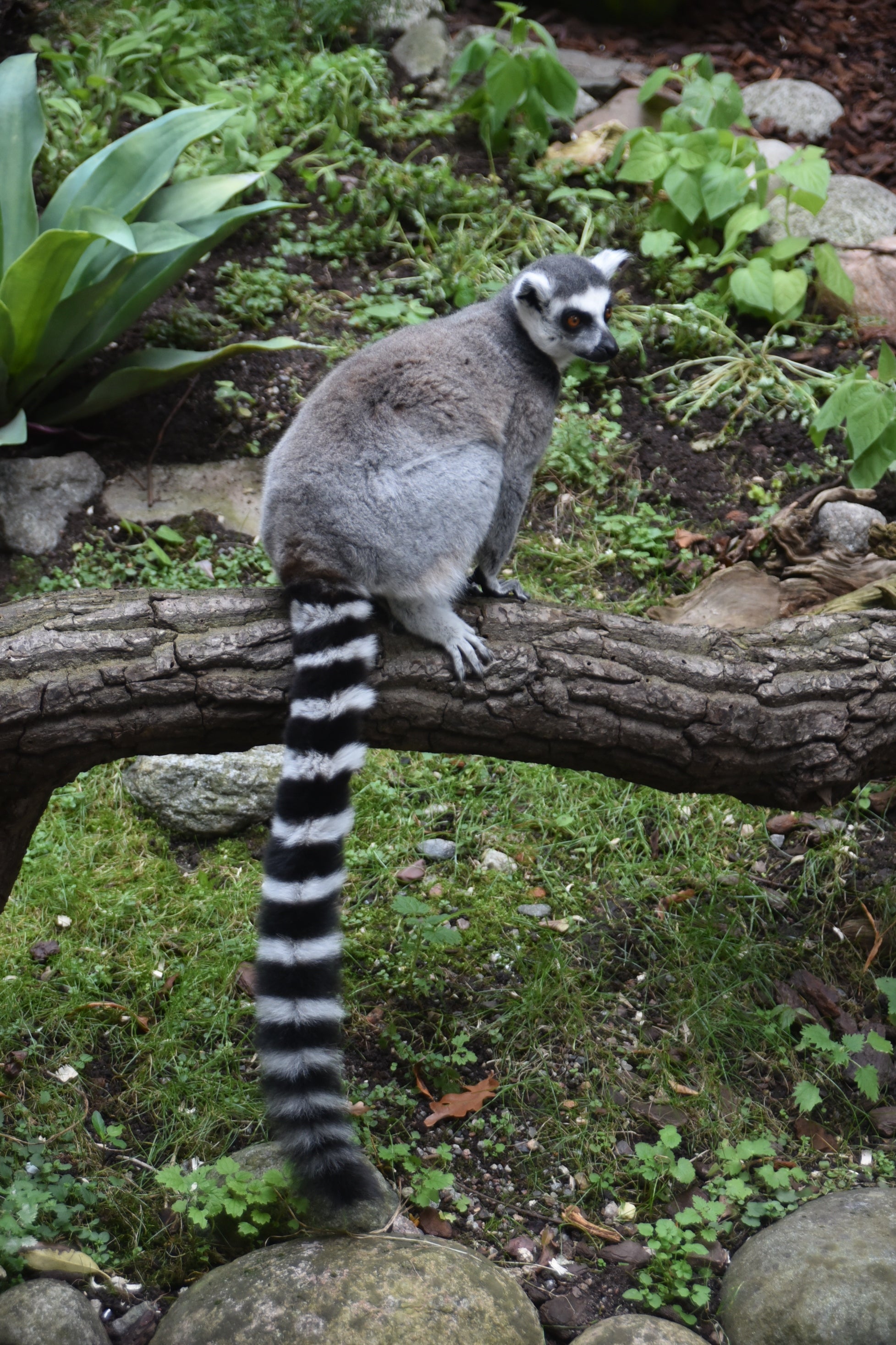 Skansen's Aquarium lemur