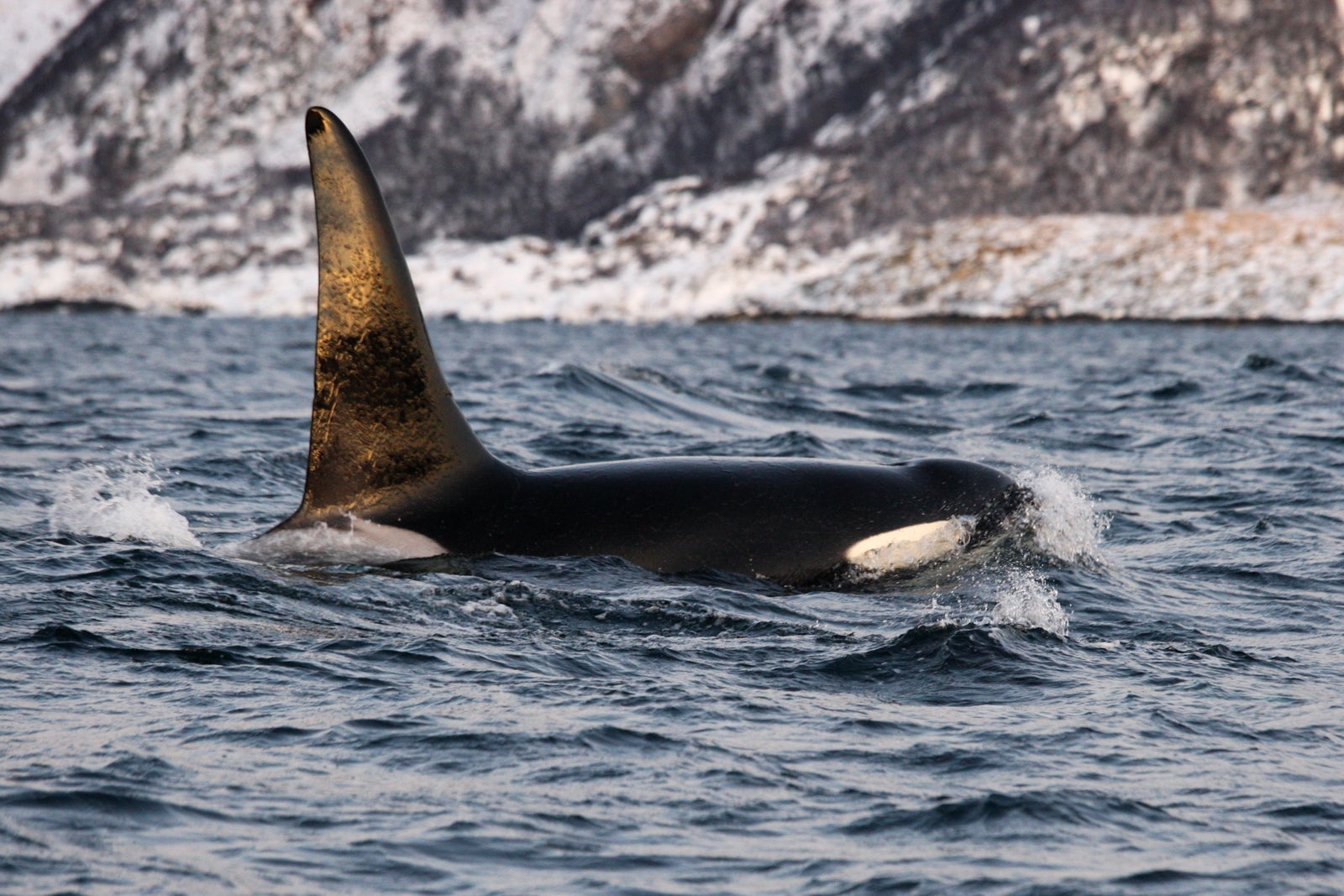 An orca whale in Norway. (Photo via Shutterstock)