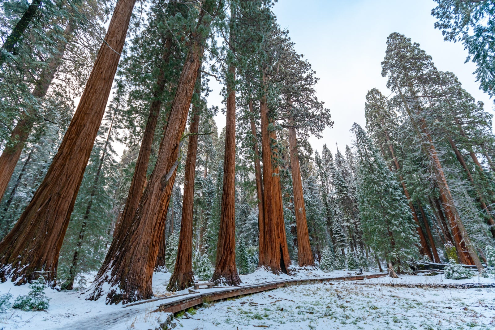 Sequoia National Park in California. (Photo via Shutterstock)
